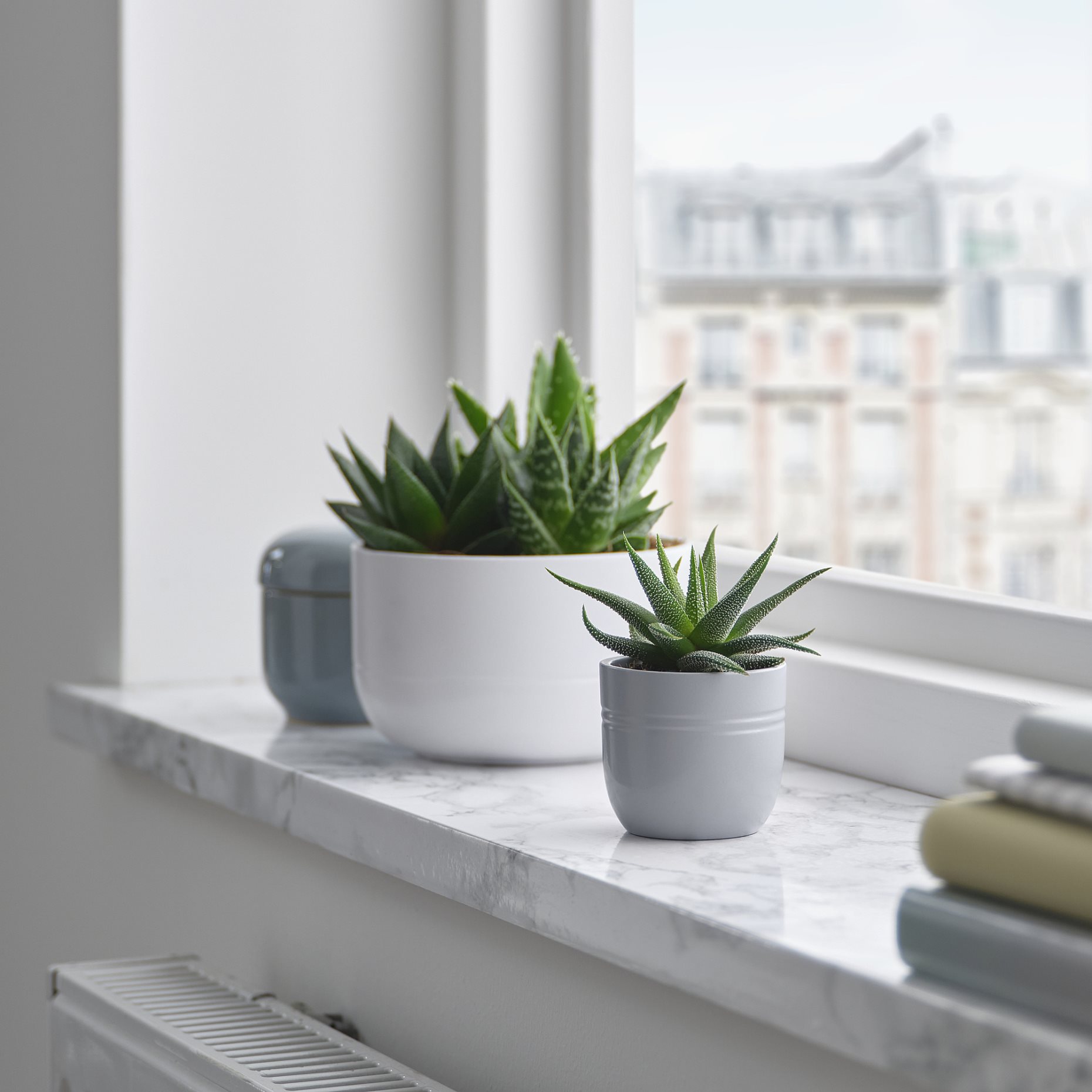 SUCCULENT, potted plant with pot/Succulent, 6 cm, 105.986.83