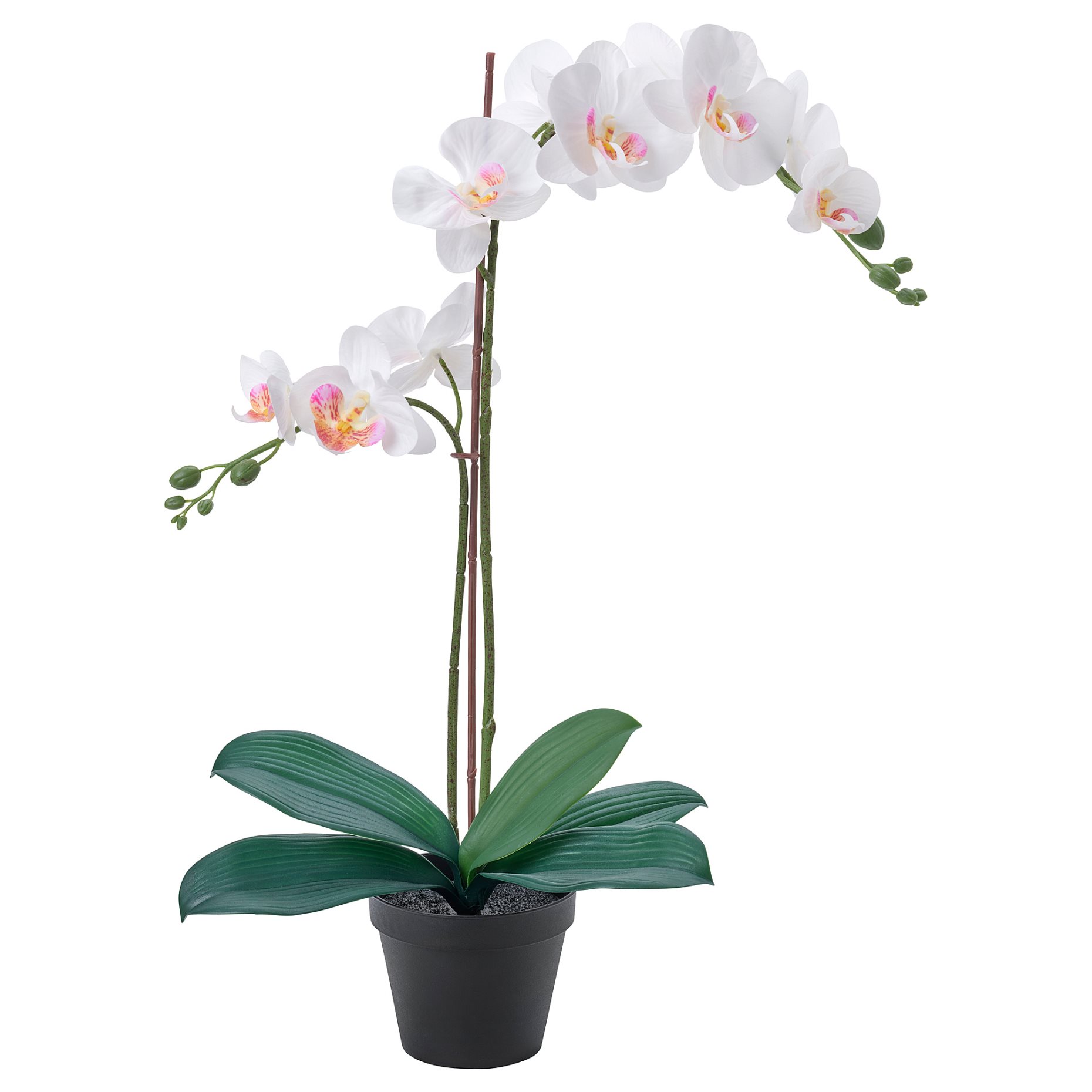 FEJKA, artificial potted plant/Orchid, 12 cm, 206.152.34