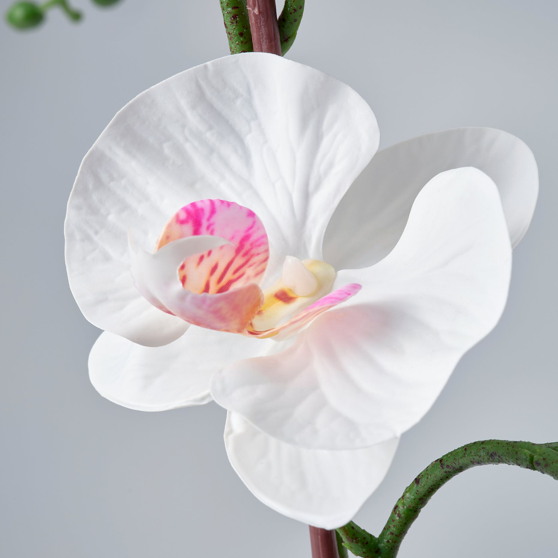 FEJKA, artificial potted plant/Orchid, 12 cm, 206.152.34