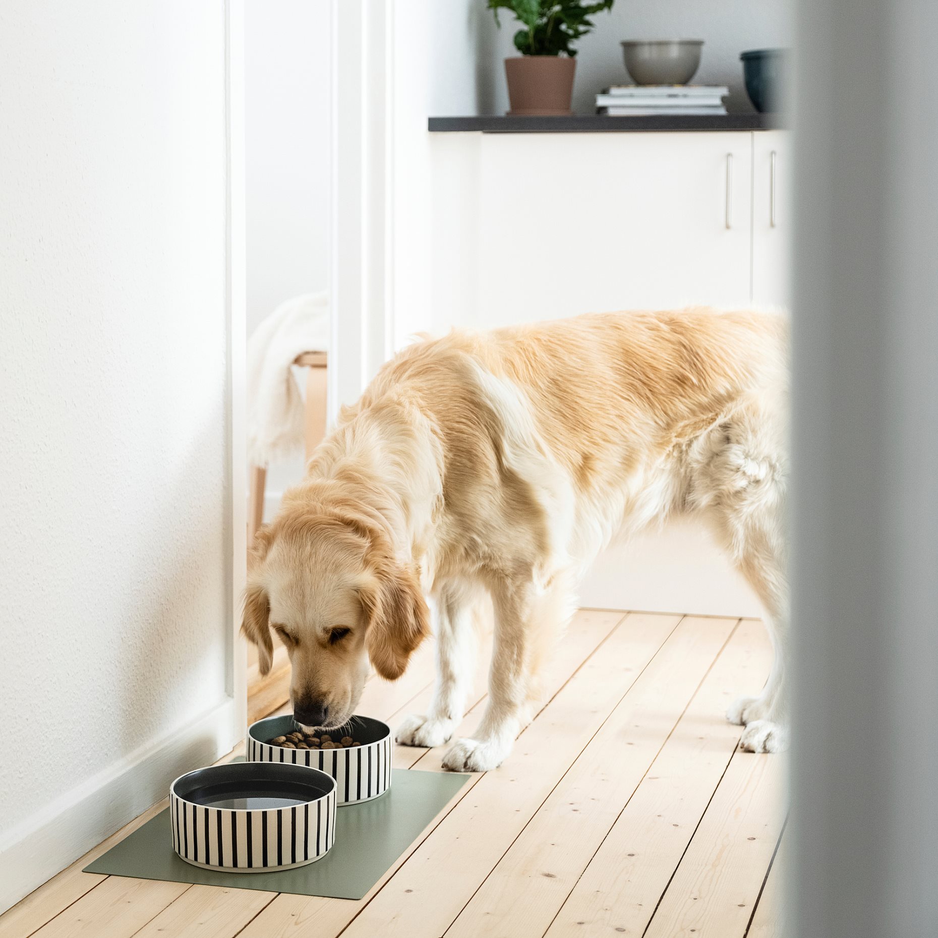 UTSADD, pet bowl, 19 cm, 305.692.03