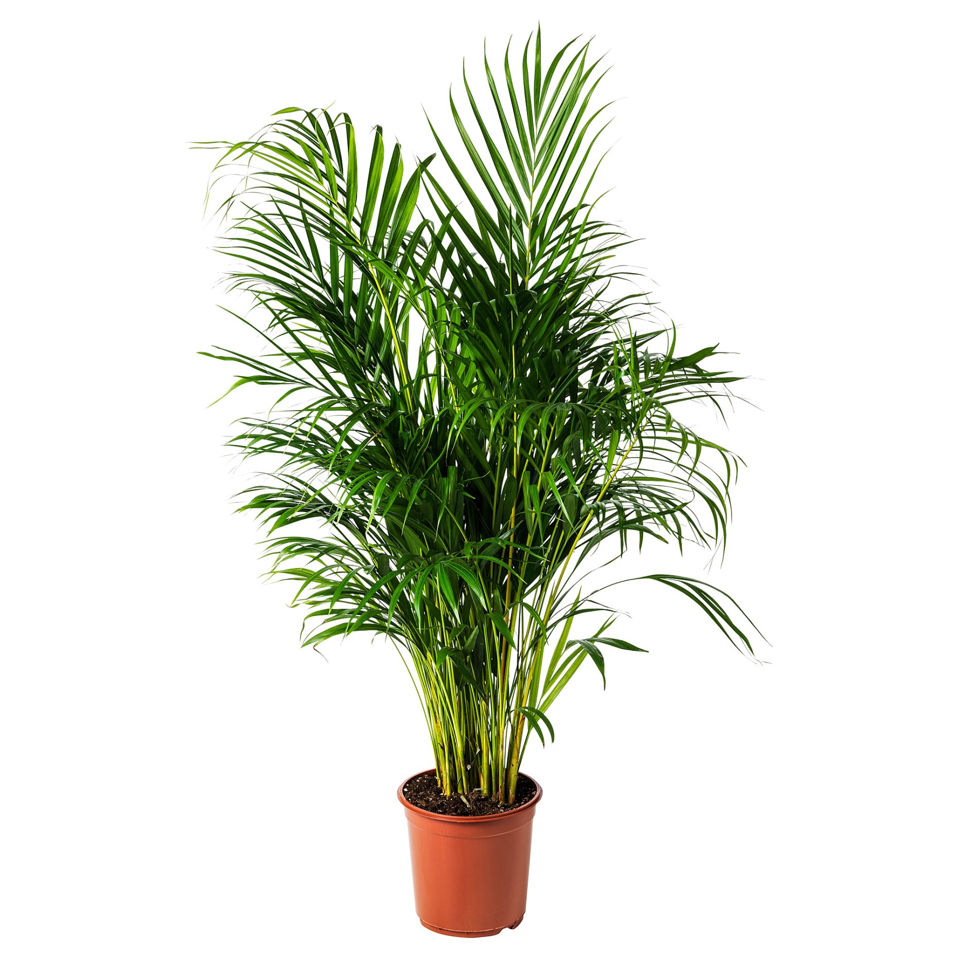 DYPSIS, potted plant, Areca palm, 468.040.05