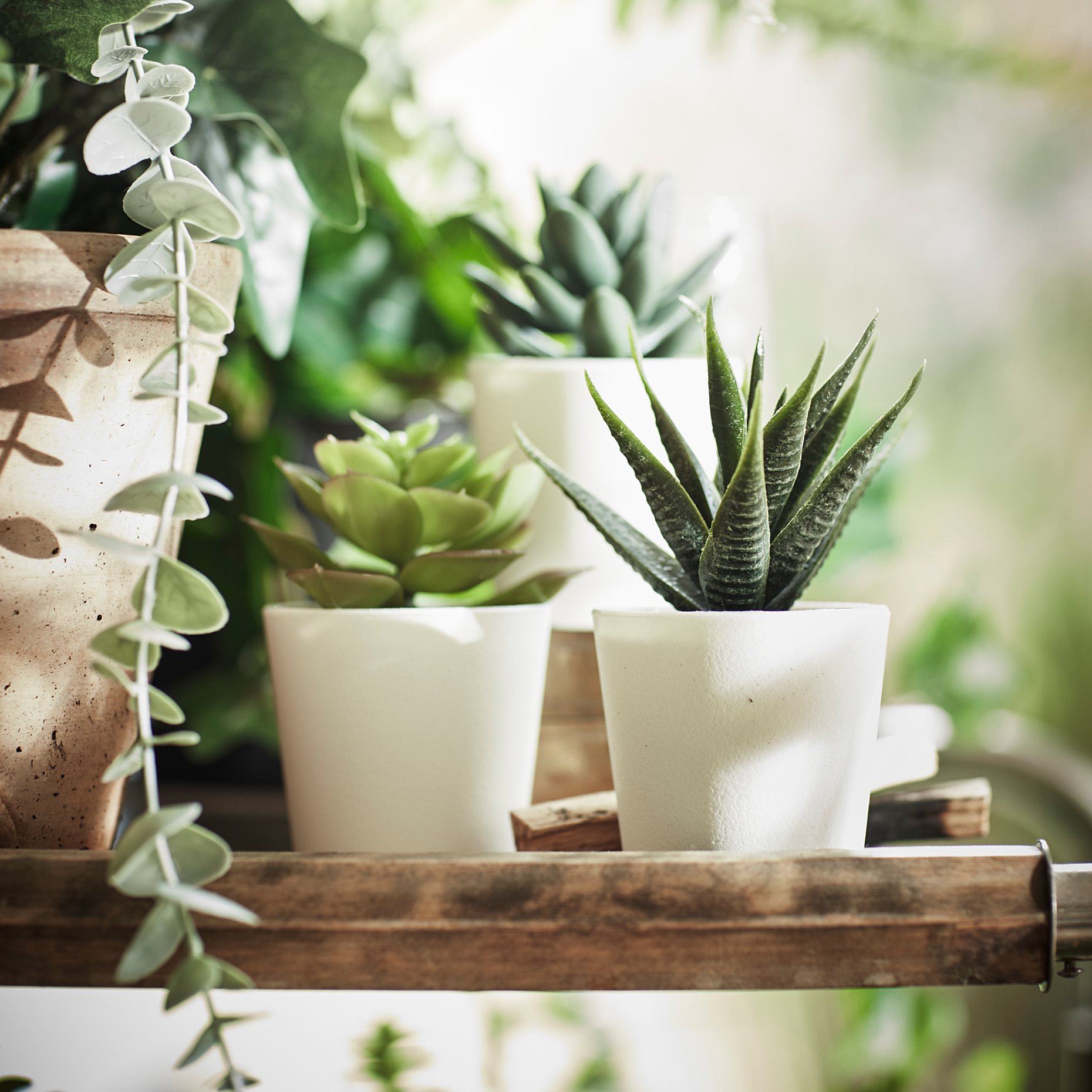 FEJKA, artificial potted plant with pot/in/outdoor Succulent/3 pack, 6 cm, 505.197.64