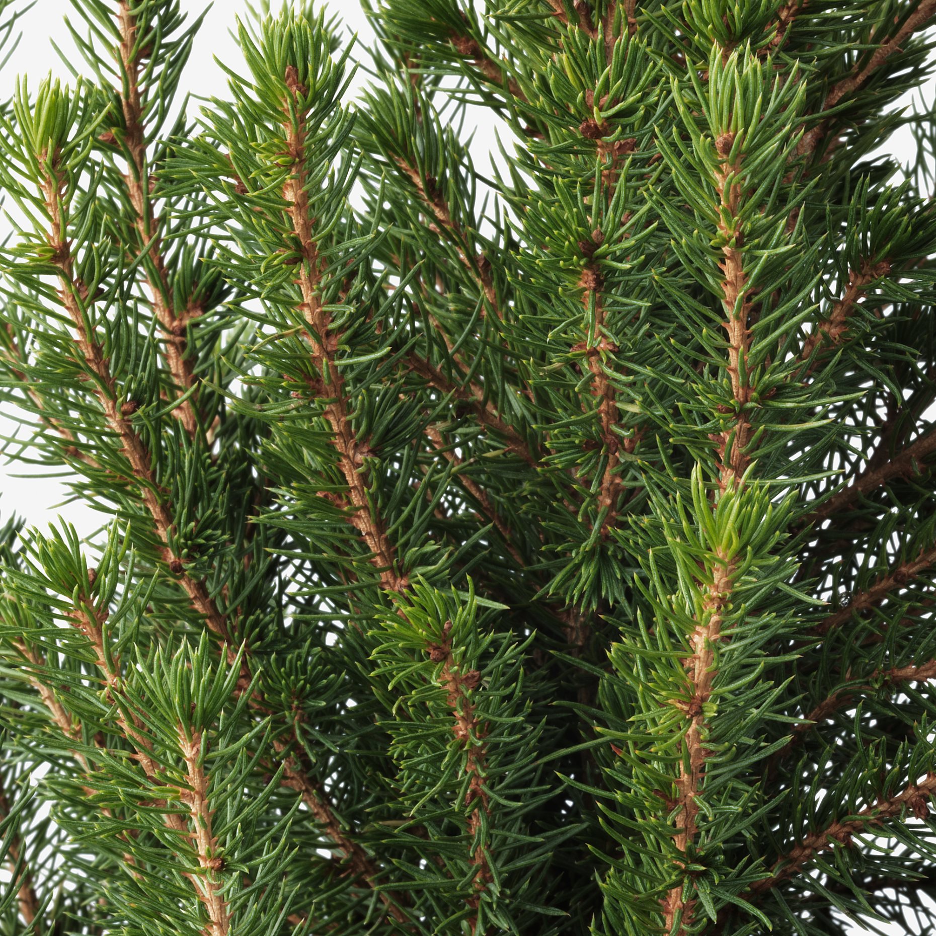 PICEAGLAUCACONICA, potted plant/White spruce, 15 cm, 506.403.31