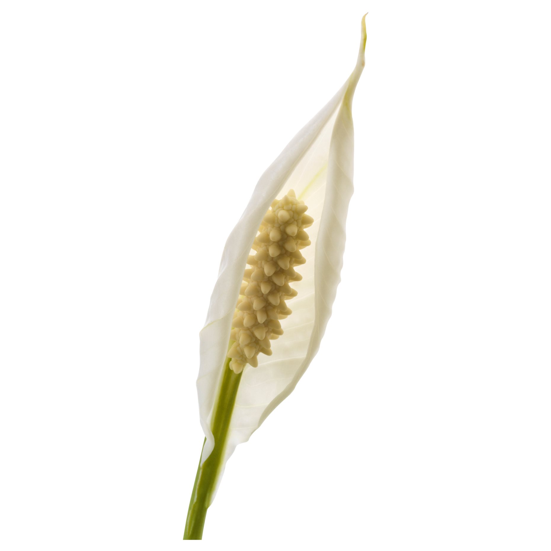 SPATHIPHYLLUM, φυτό σε γλάστρα, κρίνος, 601.449.01