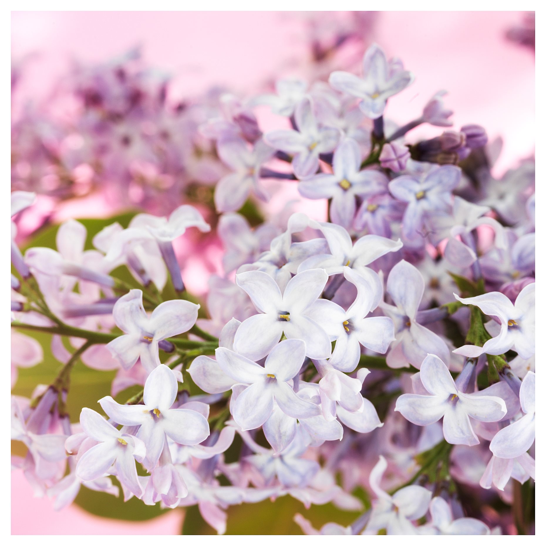 MORKULLA, scented candle in glass/Lilac , 22 hr, 606.195.98