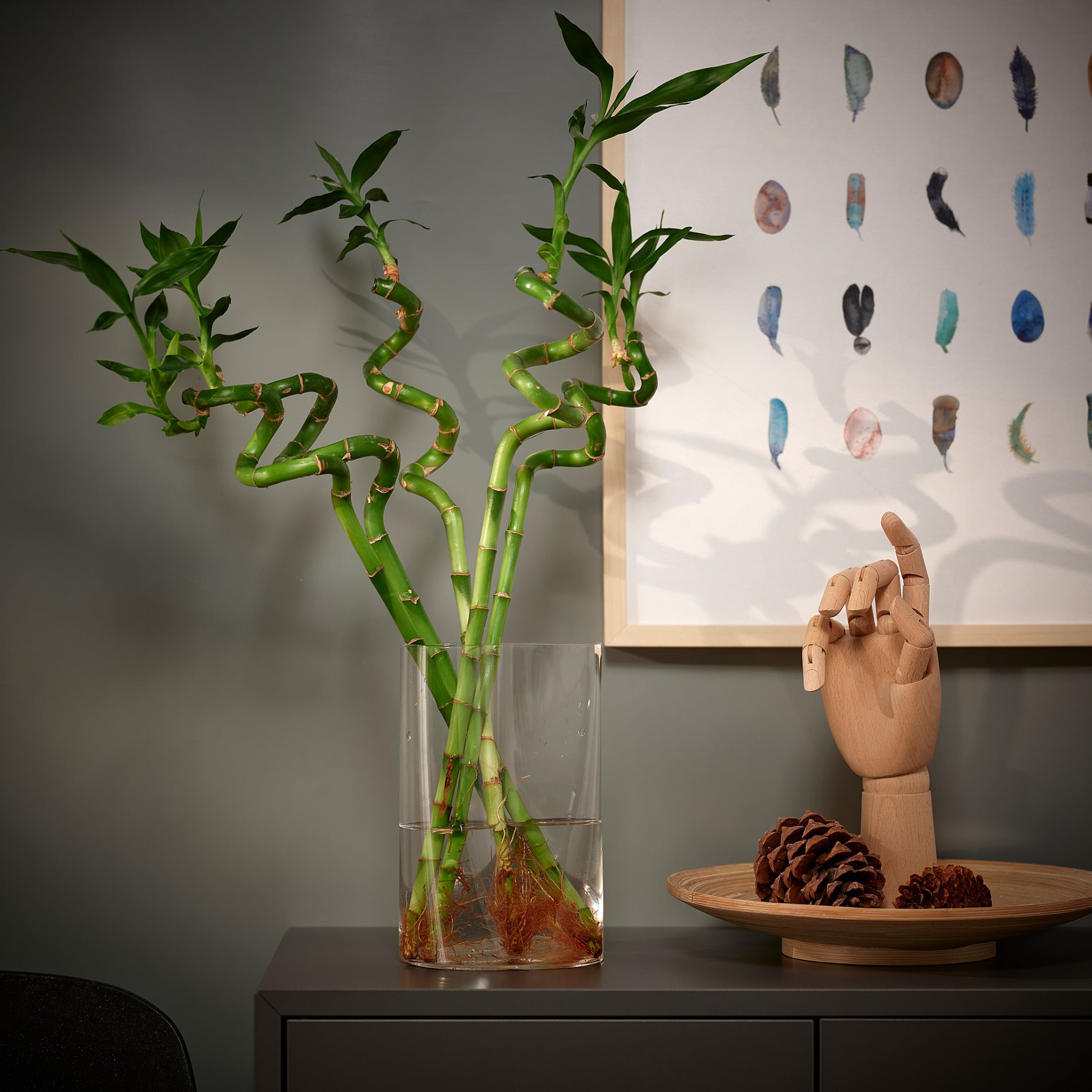 DRACAENA, φυτό/Μπαμπού, 45 cm, 606.265.70