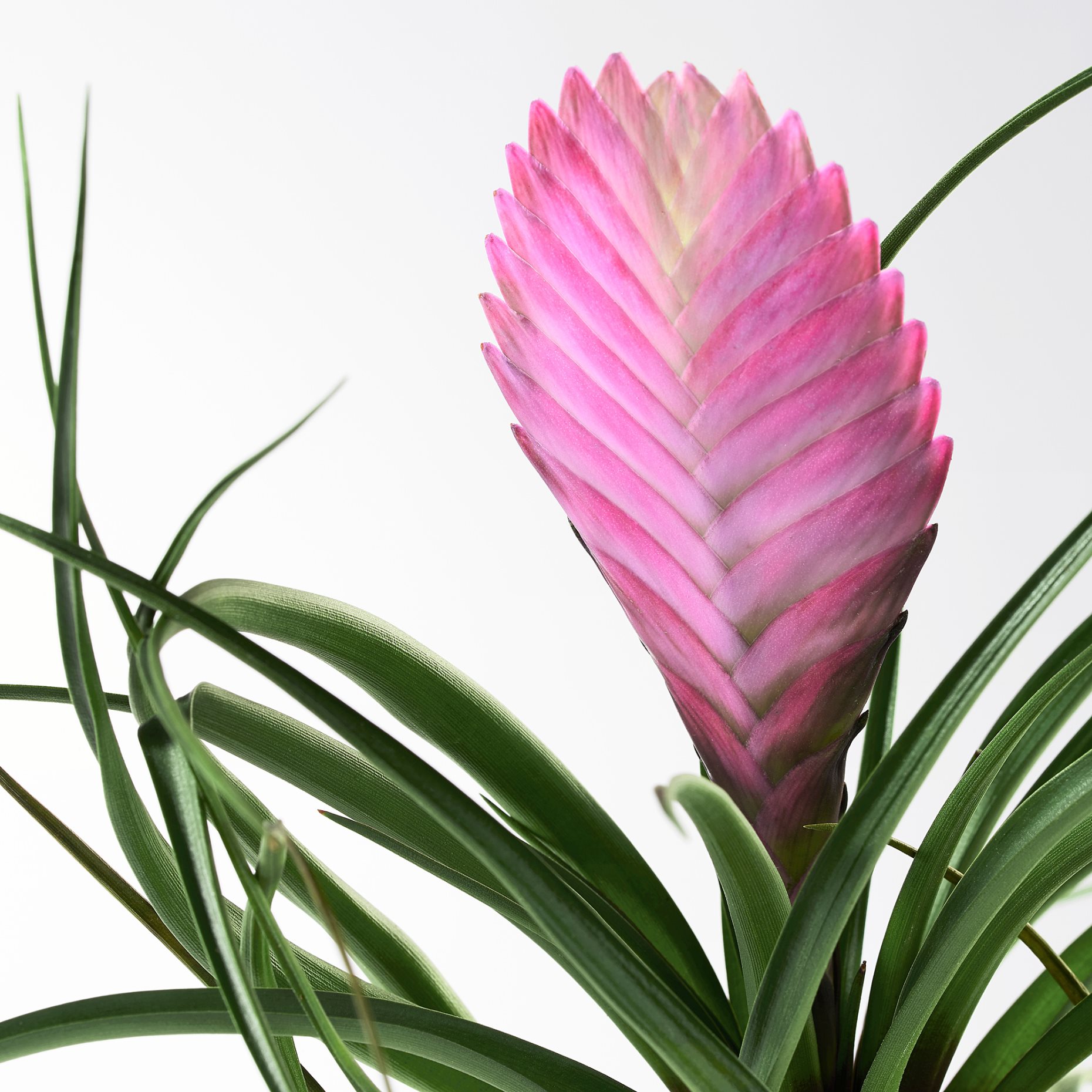 TILLANDSIA, Φυτό, 702.213.19