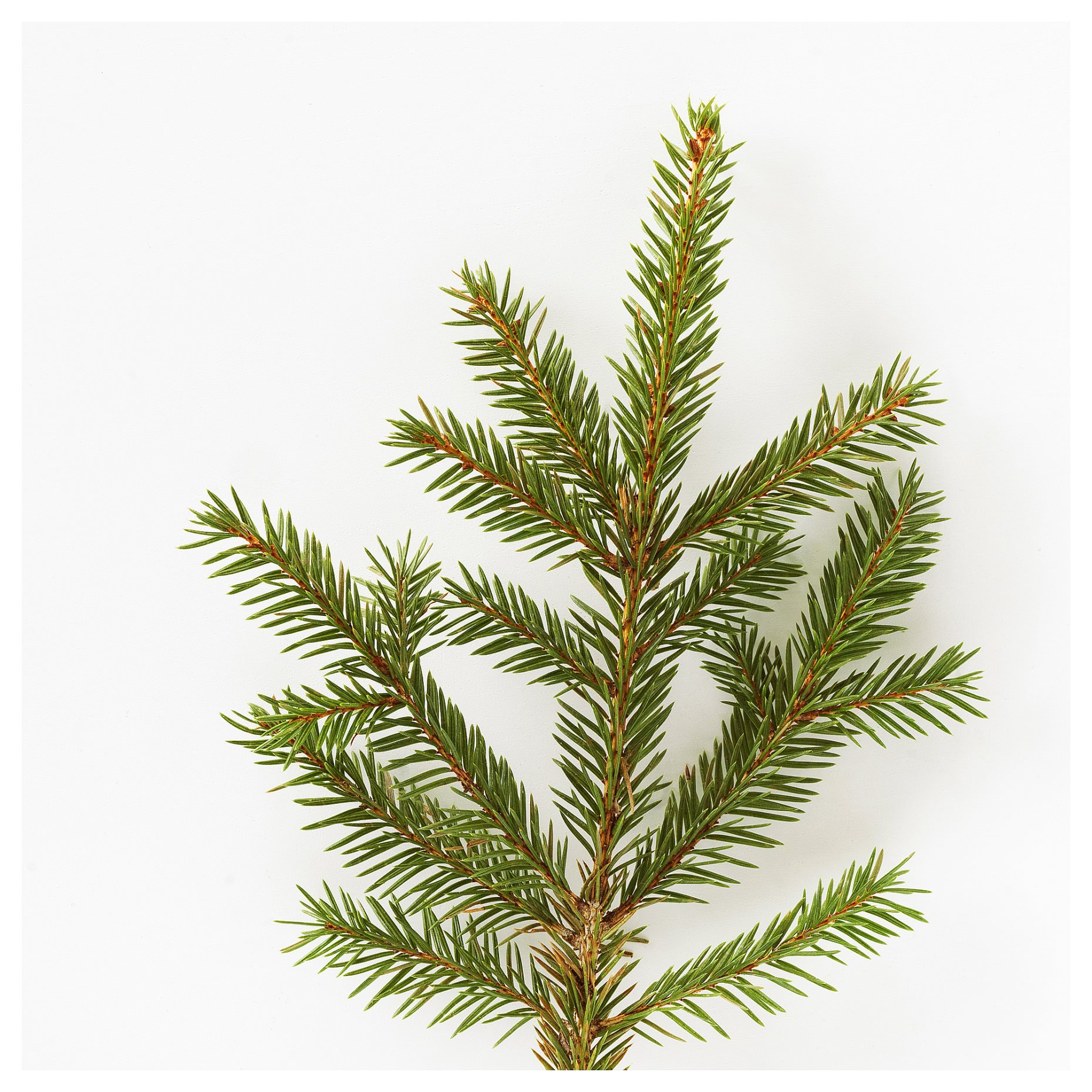 VINTERFINT, scented tealight/Winter fir/30 pack, 3.5 hr, 705.761.12