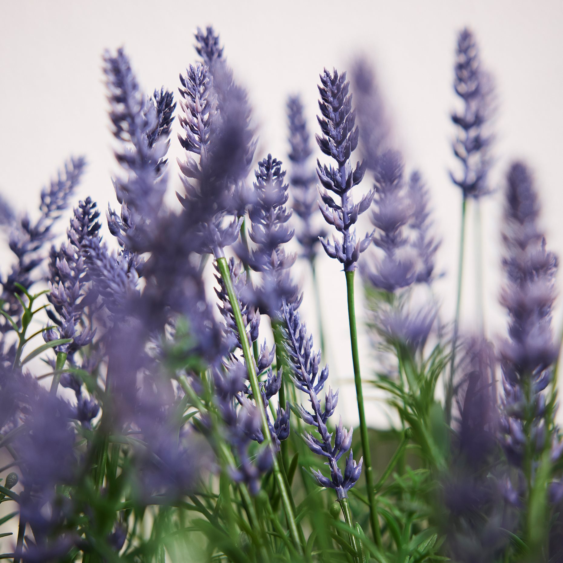 FEJKA, artificial potted plant in/outdoor/Lavender, 12 cm, 706.176.93