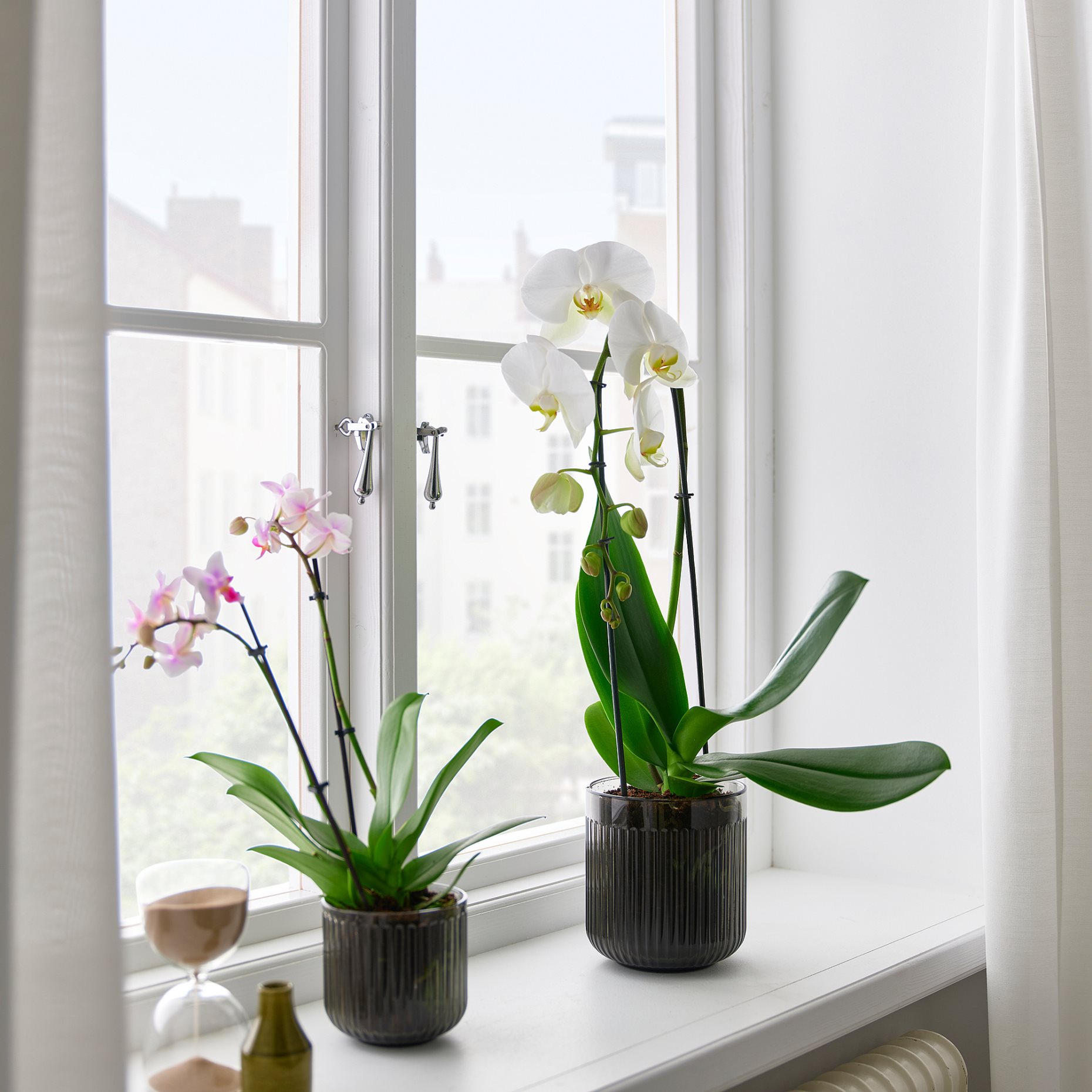PHALAENOPSIS, Φυτό, Ορχιδέα, 803.291.64