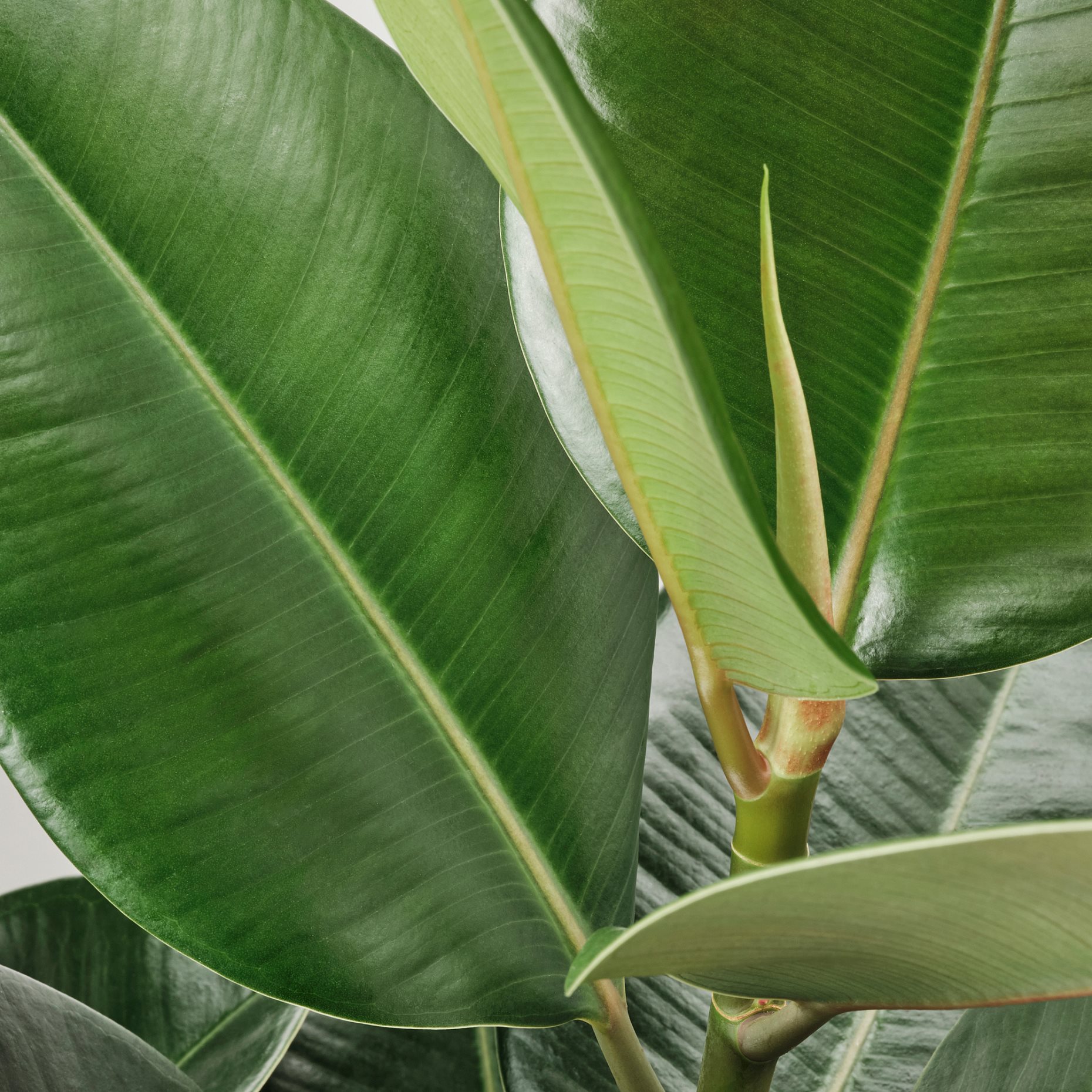 FICUS ELASTICA, potted plant/2 stems, 27 cm, 804.952.00
