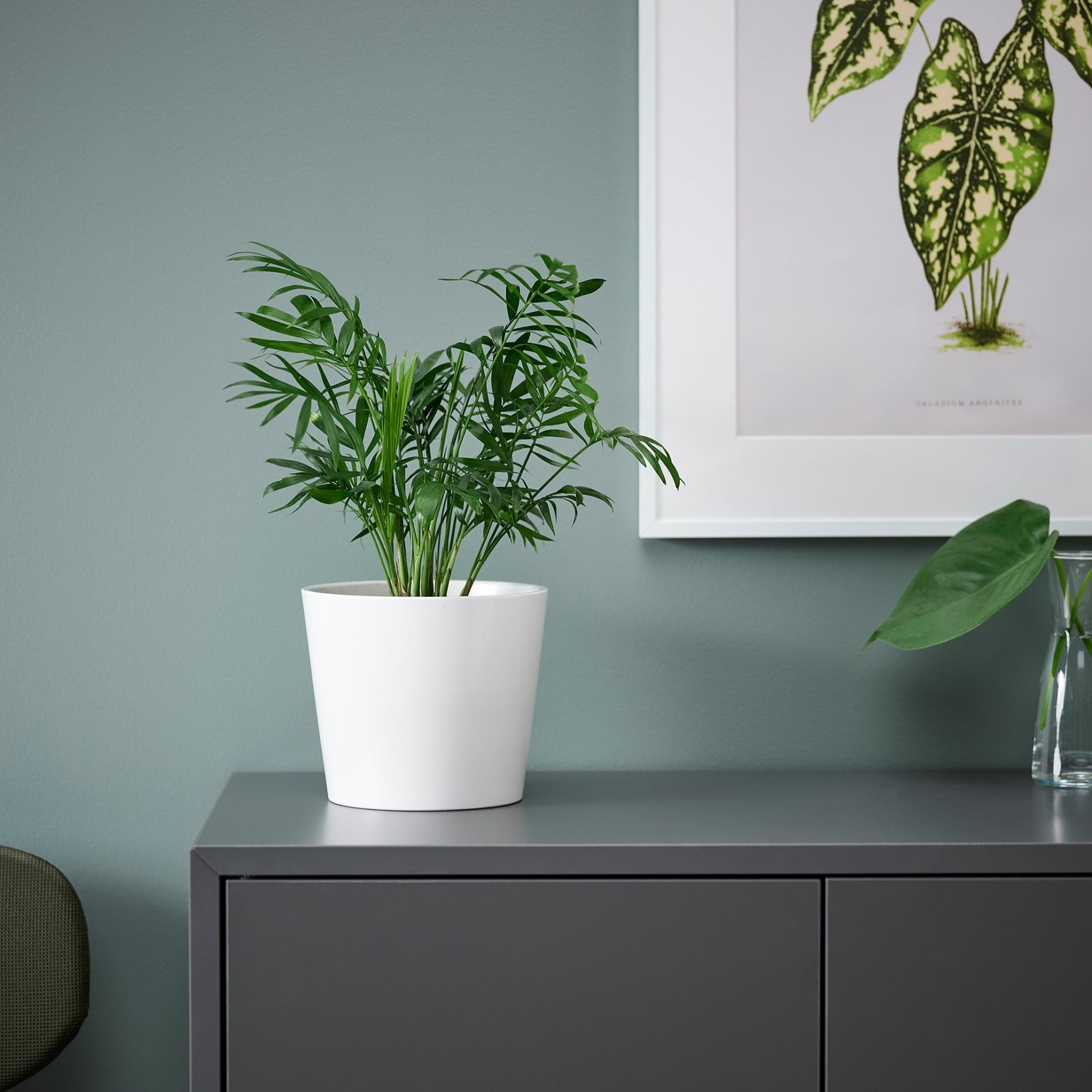 CHAMAEDOREA, φυτό σε γλάστρα/Φοίνικας, 9 cm, 903.927.63