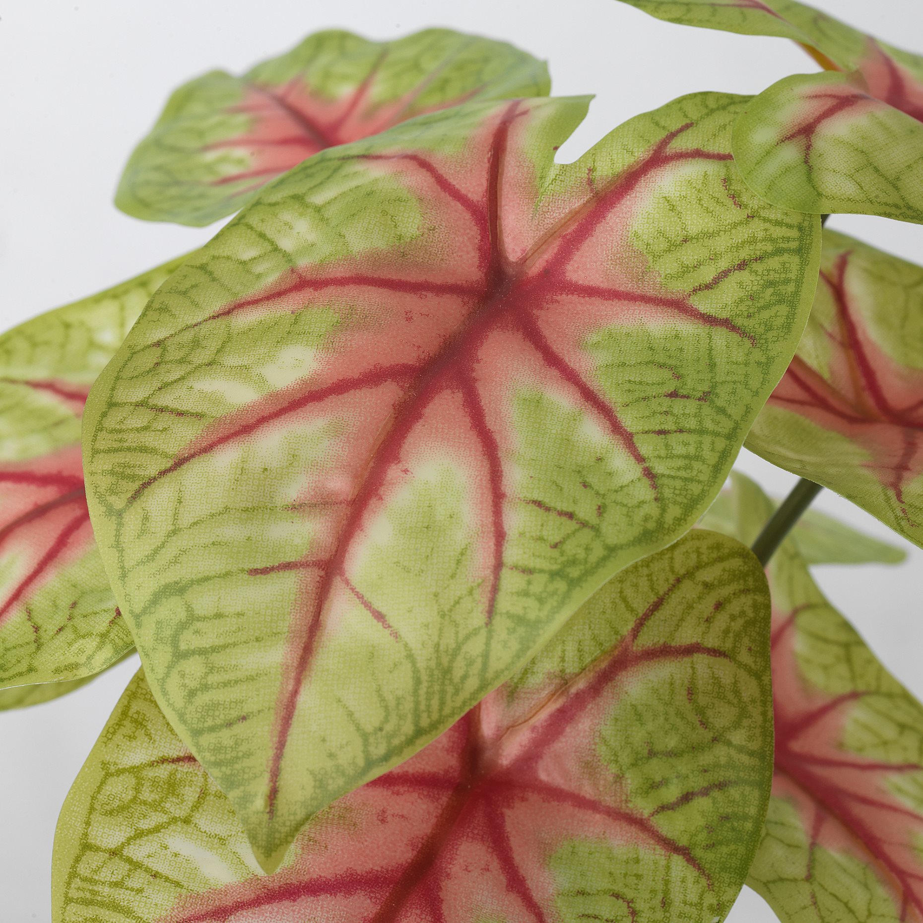 FEJKA, artificial potted plant in/outdoor/Caladium, 9 cm, 905.596.54