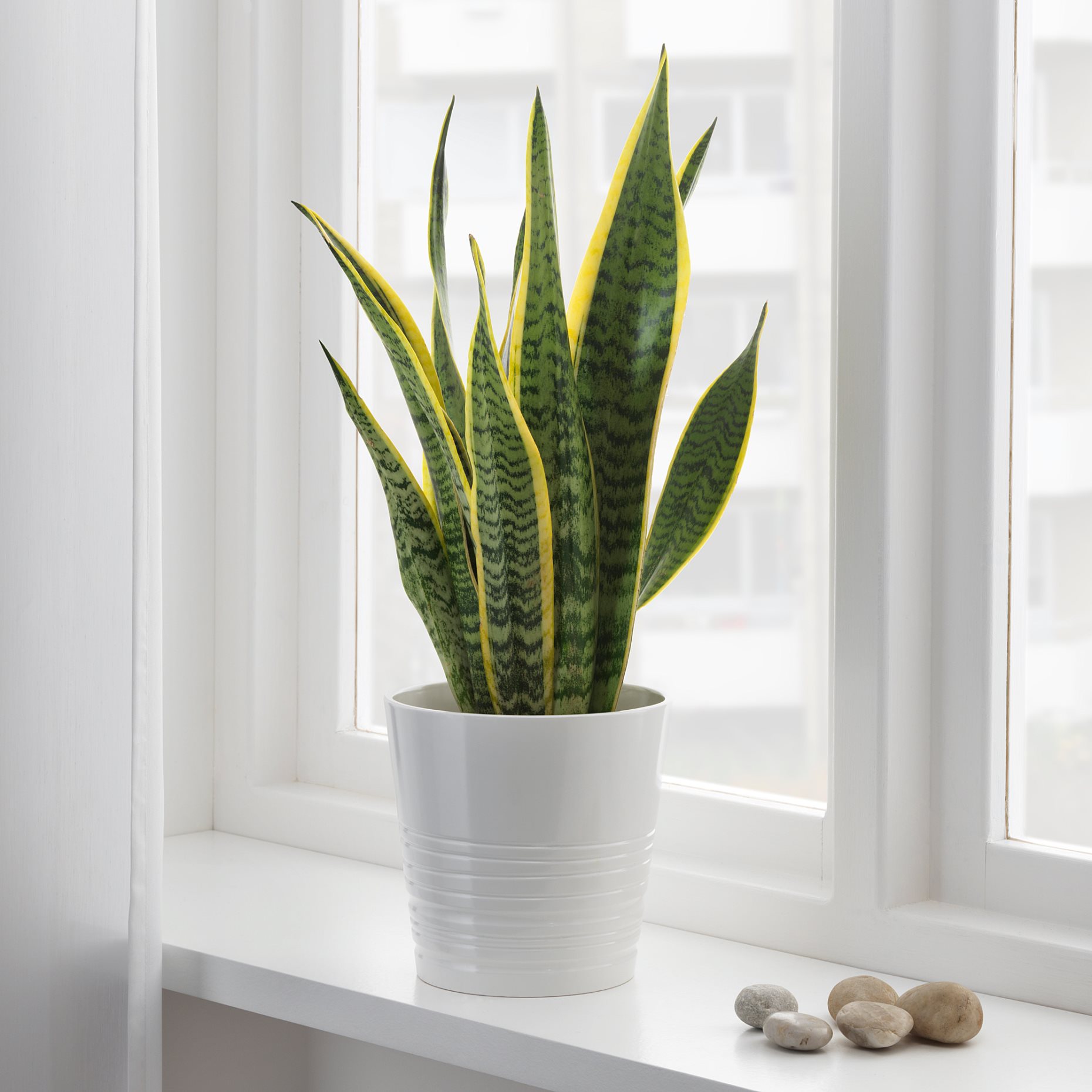 SANSEVIERIA, φυτό σε γλάστρα, Sanseveria, 004.210.29