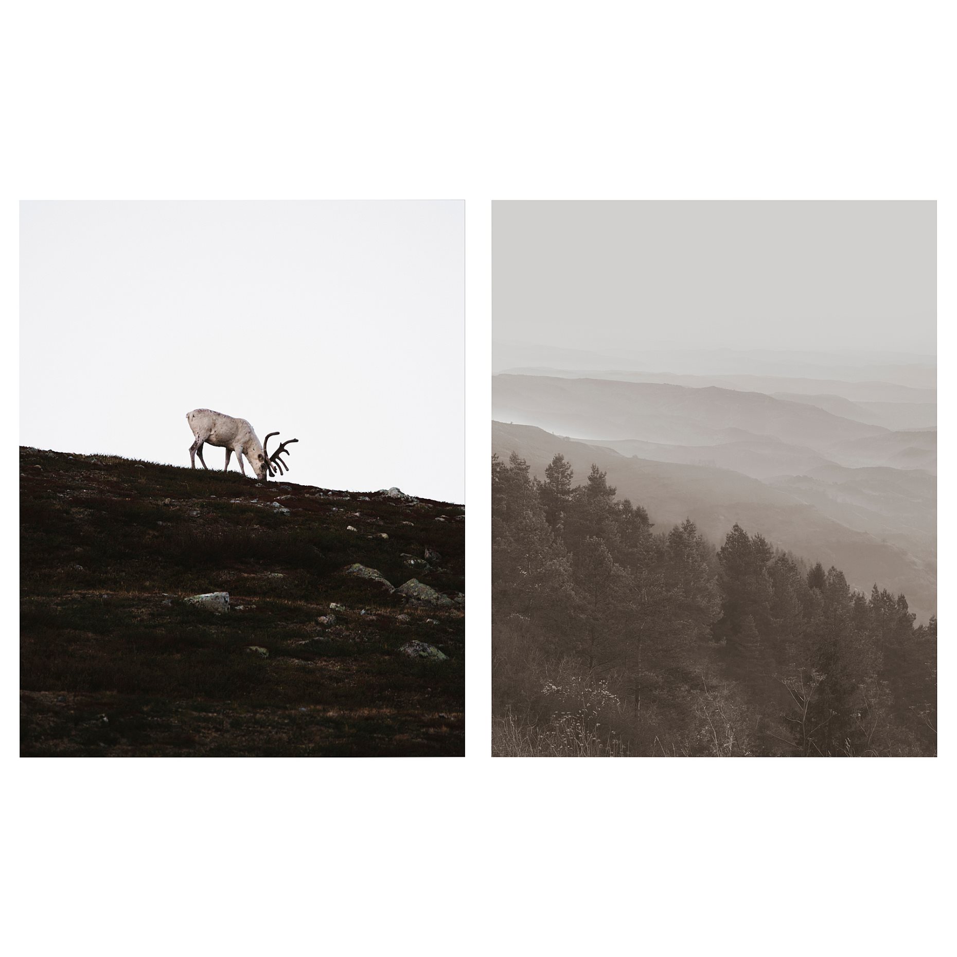 PJÄTTERYD, πίνακας/τάρανδος, 2 τεμ. 40x50 cm, 005.835.59