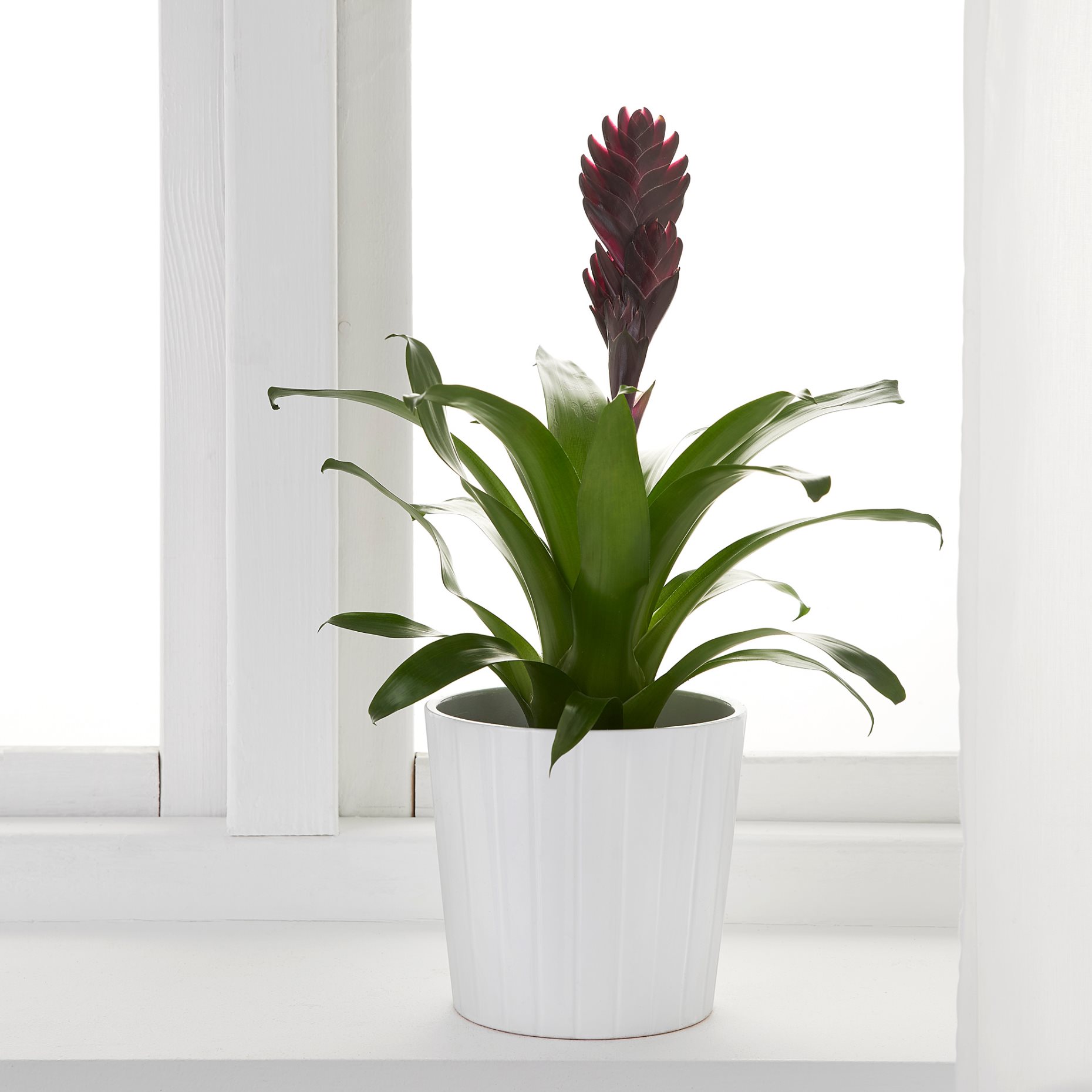 BROMELIACEAE, potted plant, Bromeliad, 102.546.85