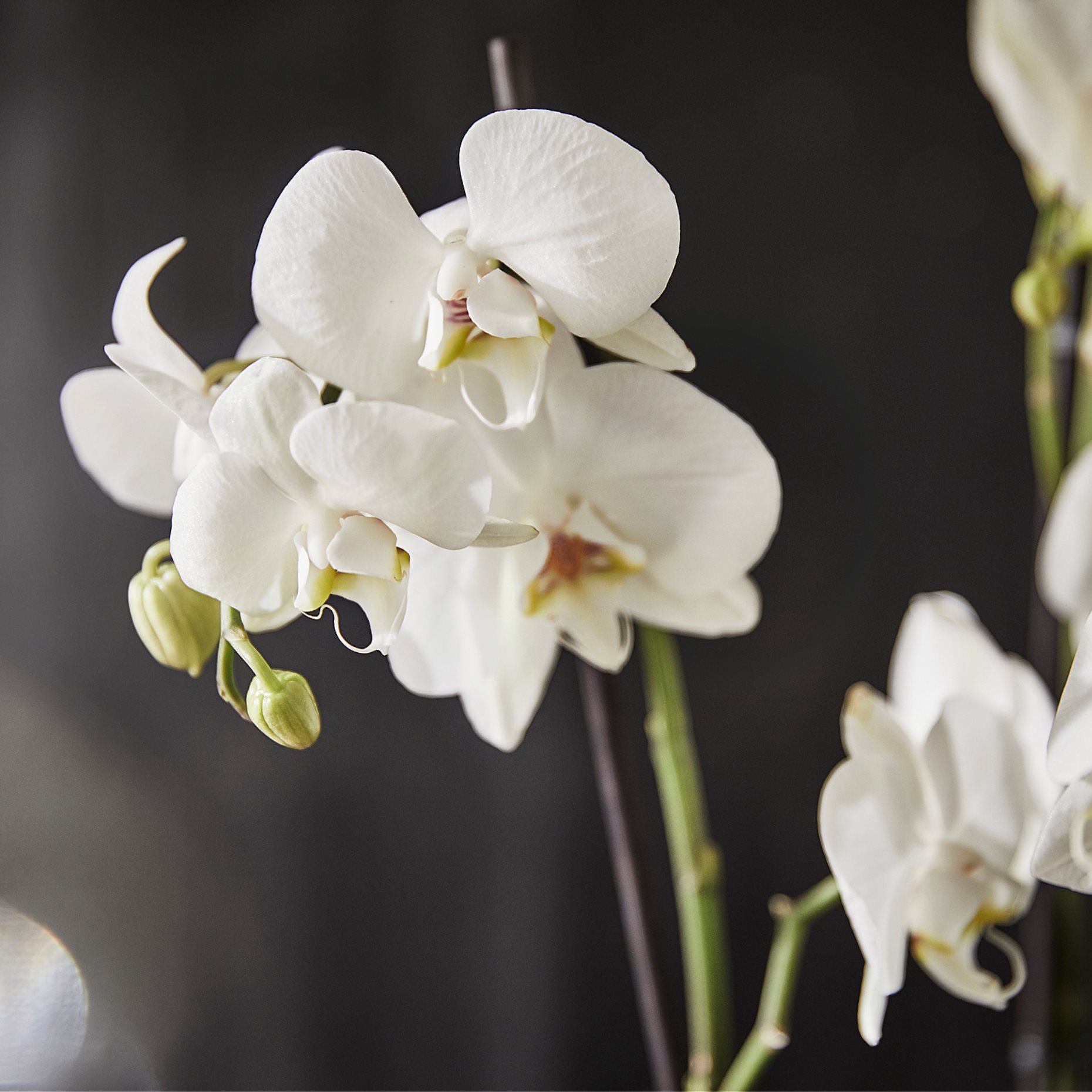 PHALAENOPSIS, Φυτό, Ορχιδέα 2 βλαστοί, 103.033.65