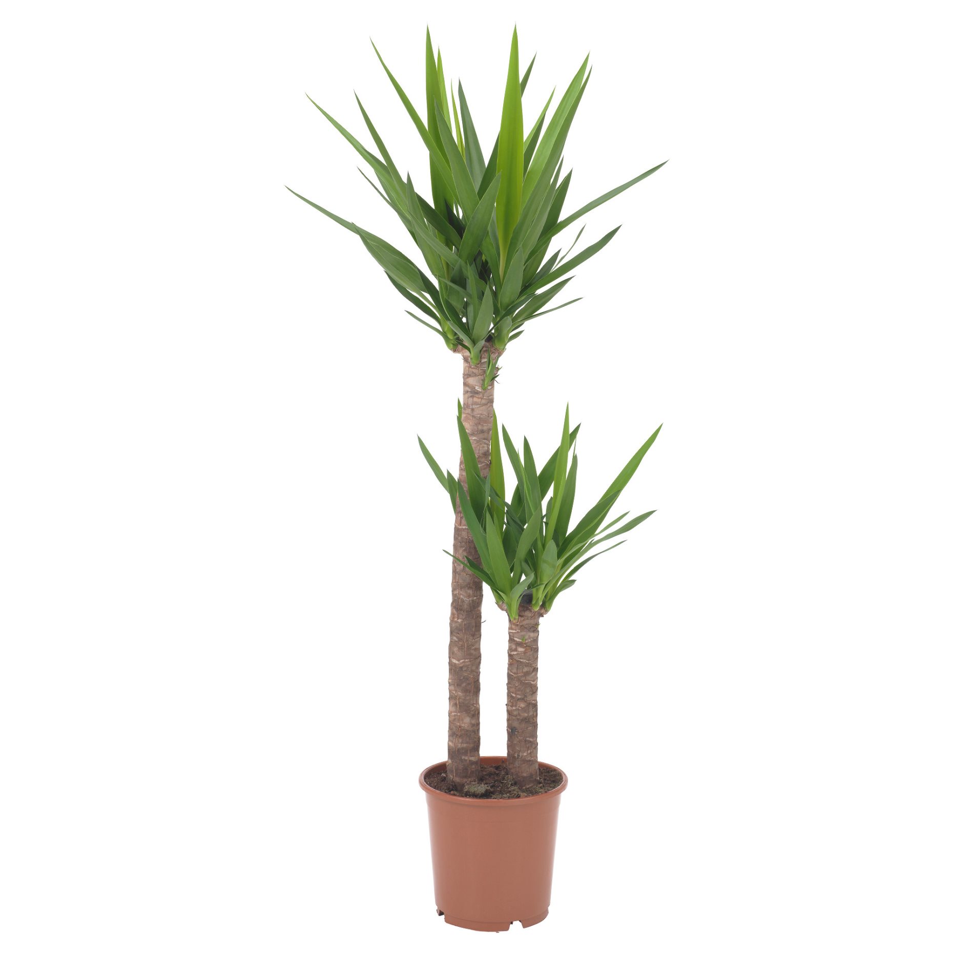 YUCCA, φυτό, 103.293.08