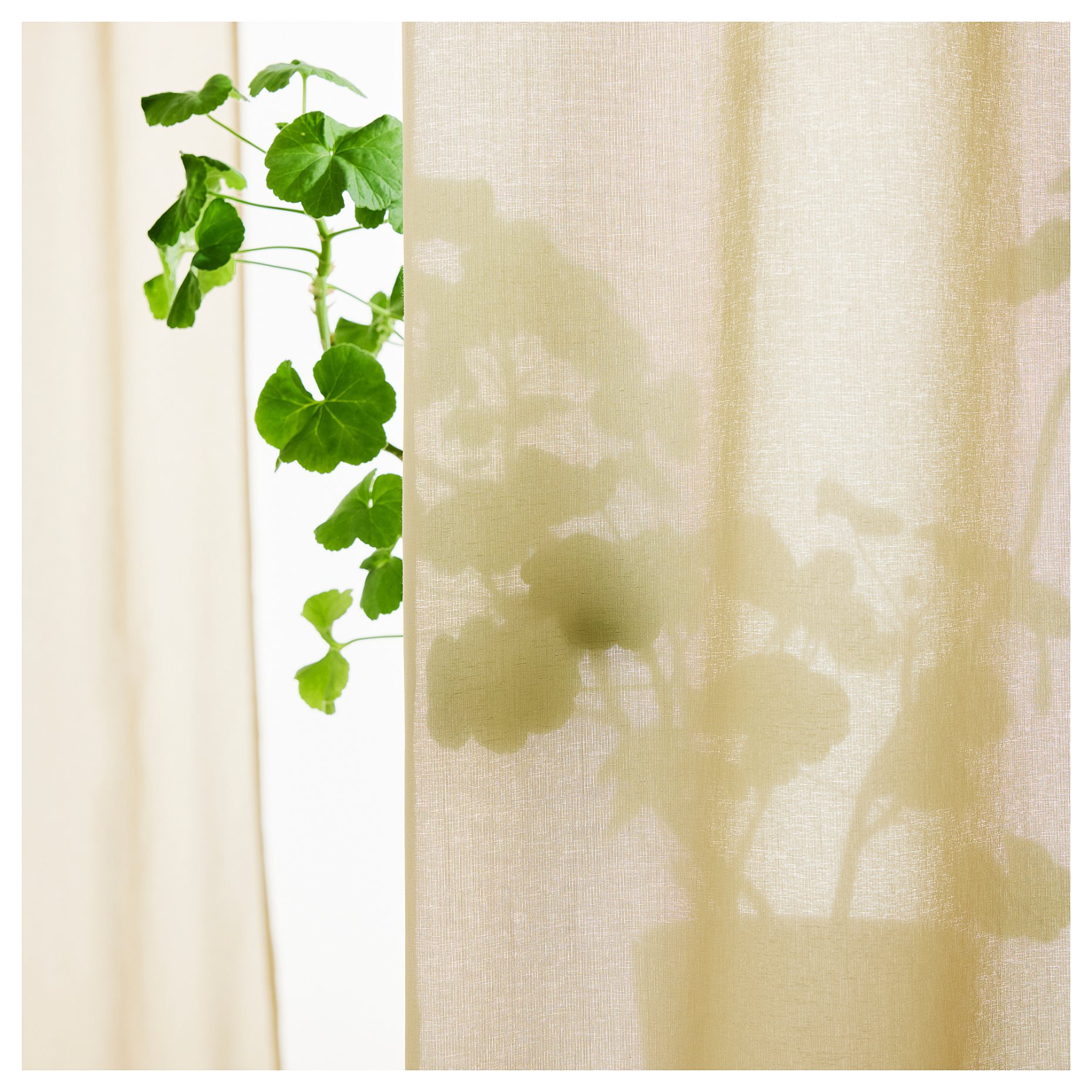 ROSENROBINIA, διαφανής κουρτίνα 2 τεμ. 145x300 cm, 305.648.56