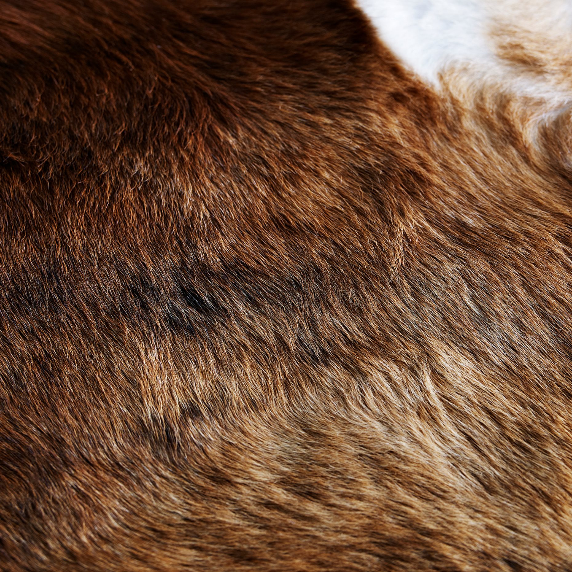 KOLDBY, Δέρμα αγελάδας, 402.229.33