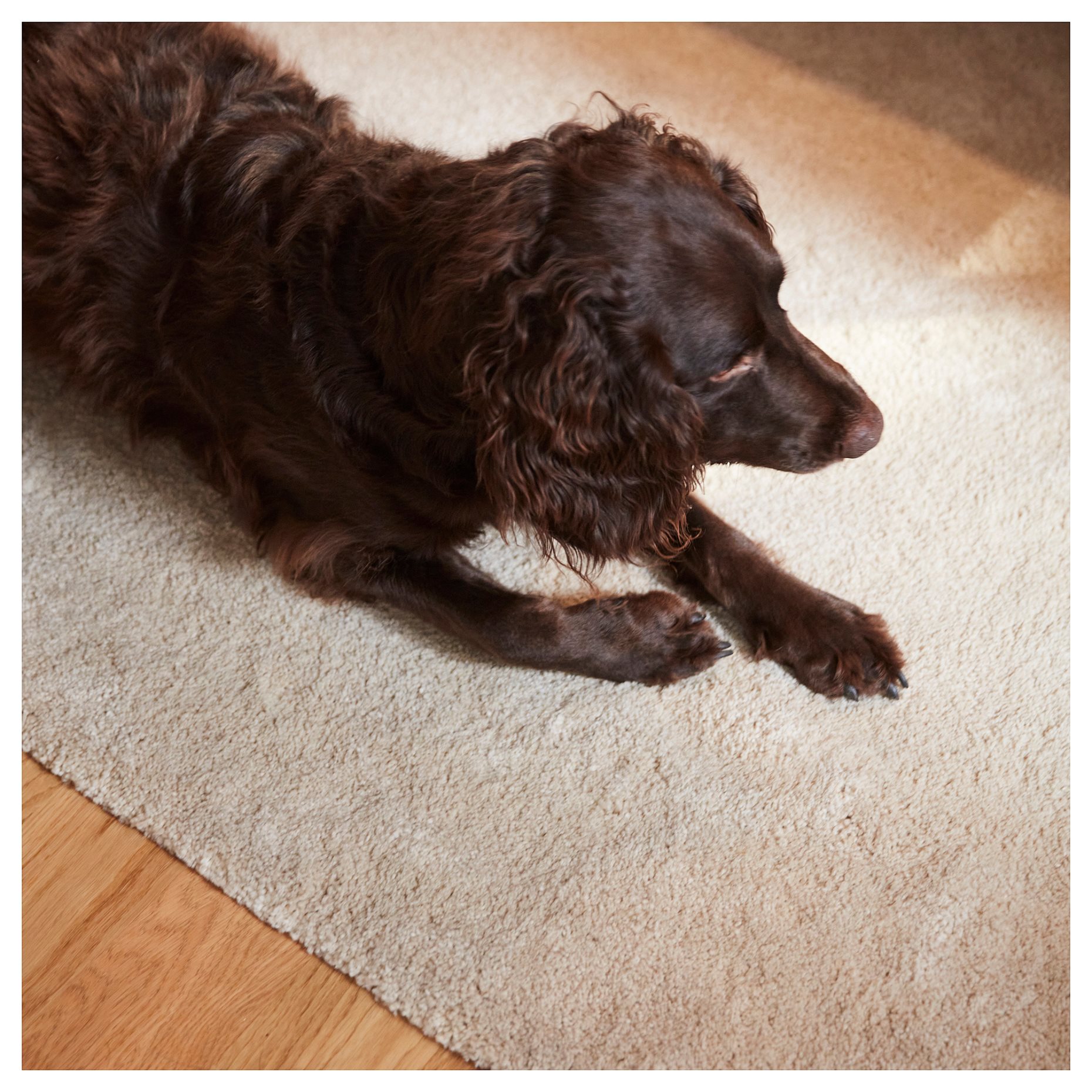 STOENSE, rug low pile, 130 cm, 504.268.40