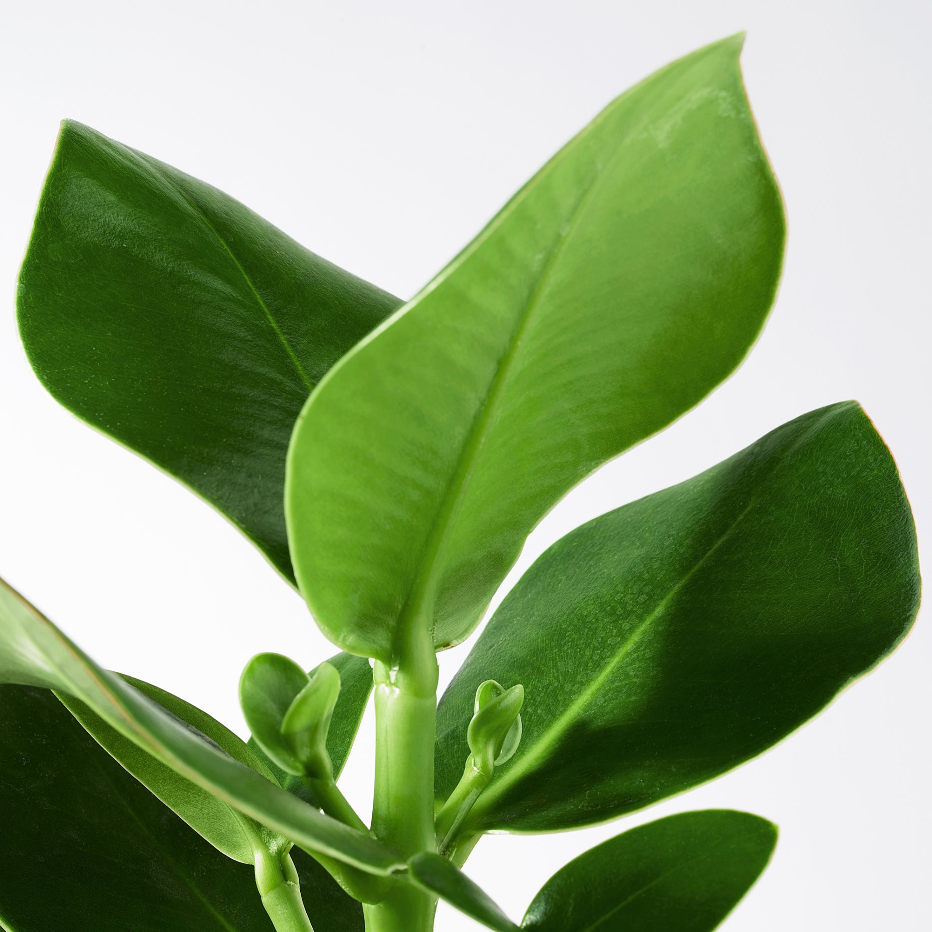 CLUSIA, φυτό σε γλάστρα, 12 cm, 702.345.62