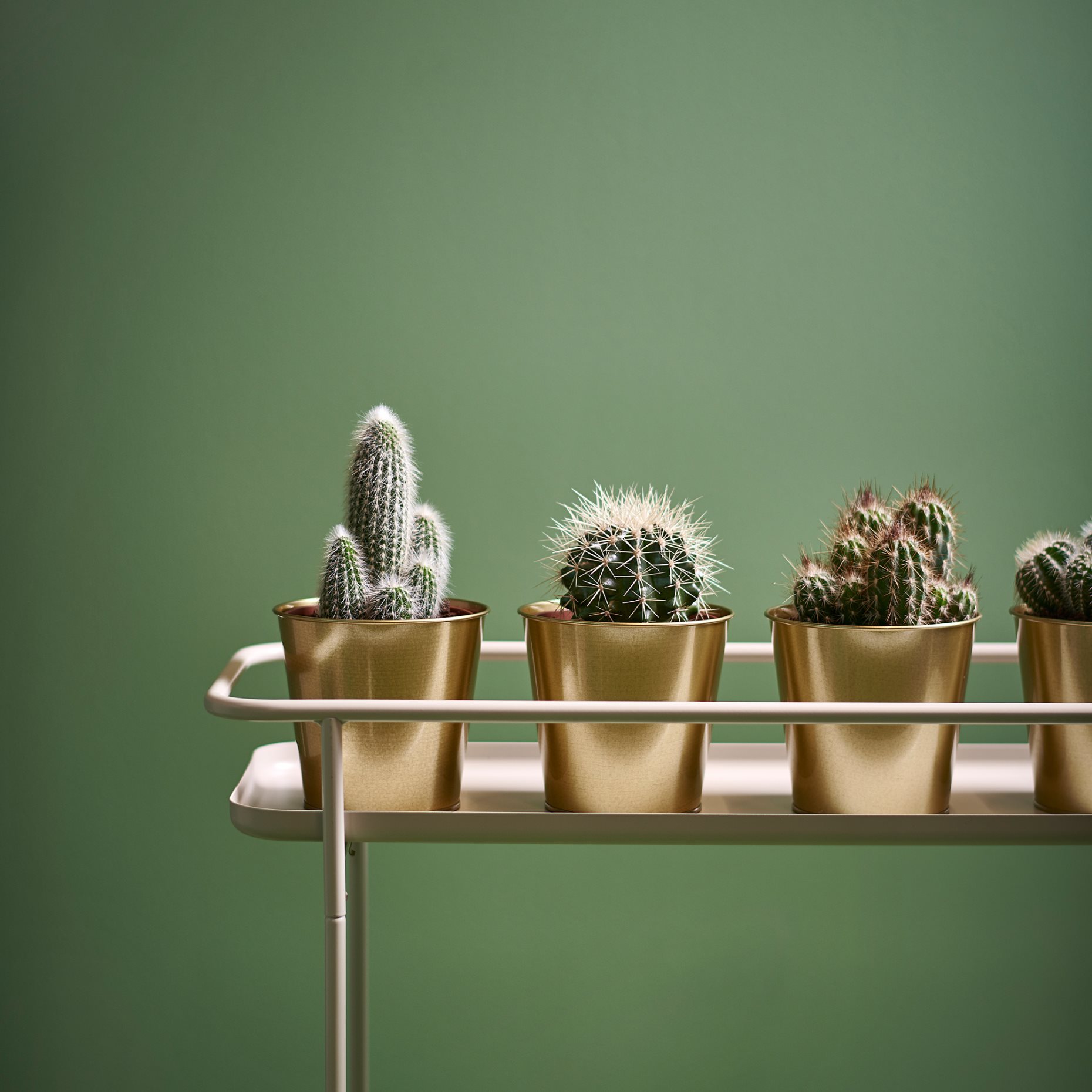 DAIDAI, plant pot, 703.594.20