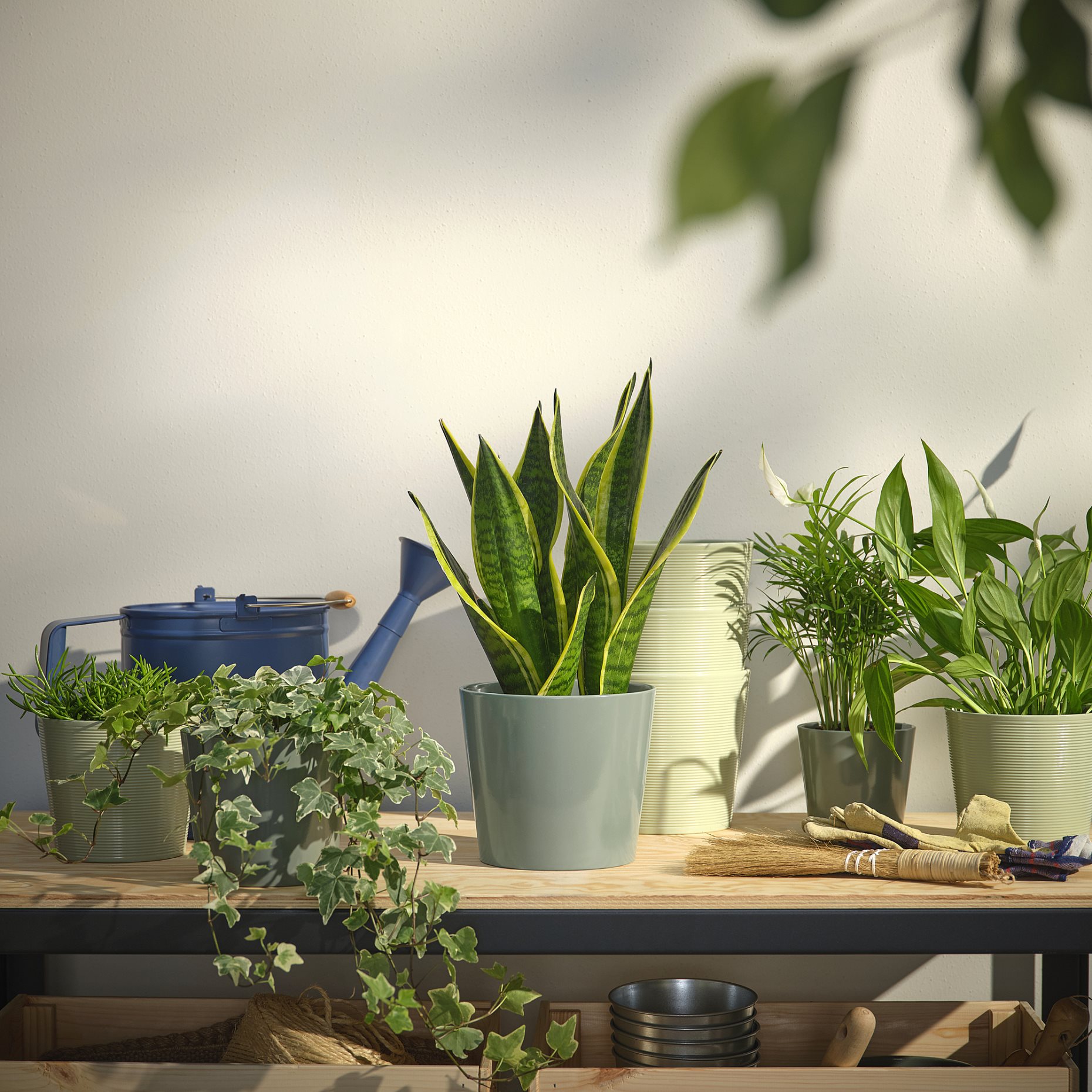 SOJABÖNA, plant pot, 15 cm, 805.865.73