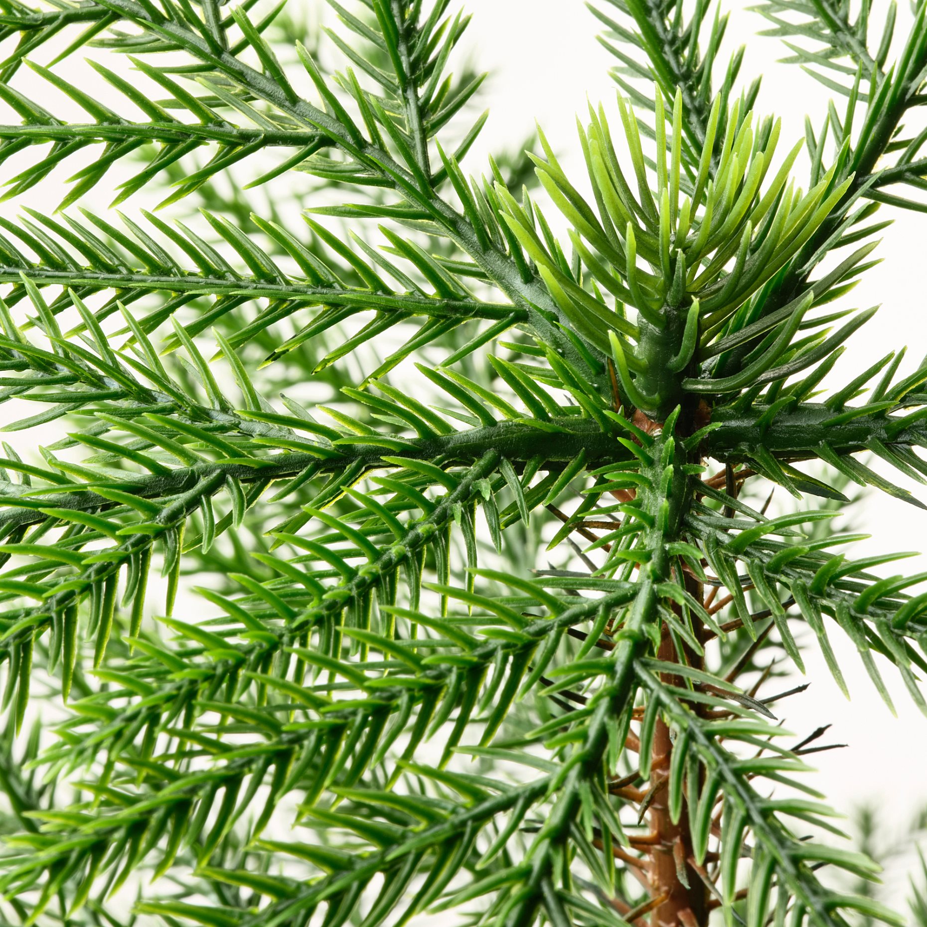 FEJKA, artificial potted plant in/outdoor/Norfolk island pine, 15 cm, 905.229.91
