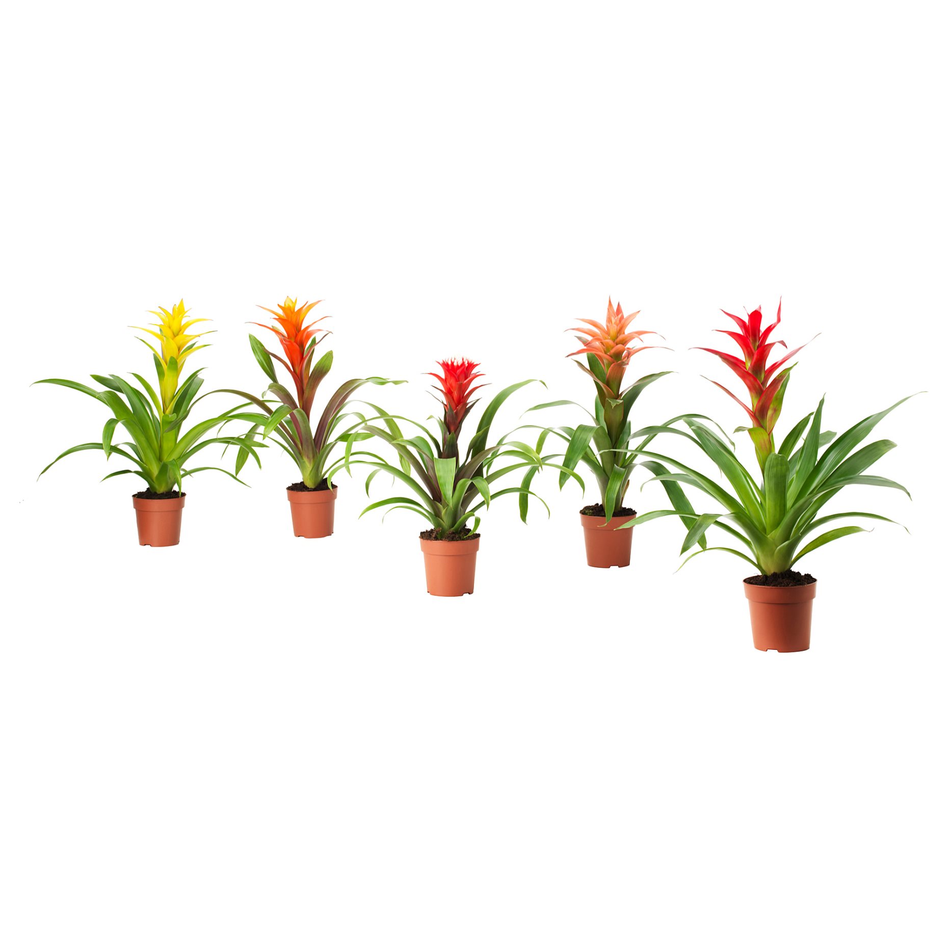 BROMELIACEAE, potted plant, Bromeliad, 102.546.85