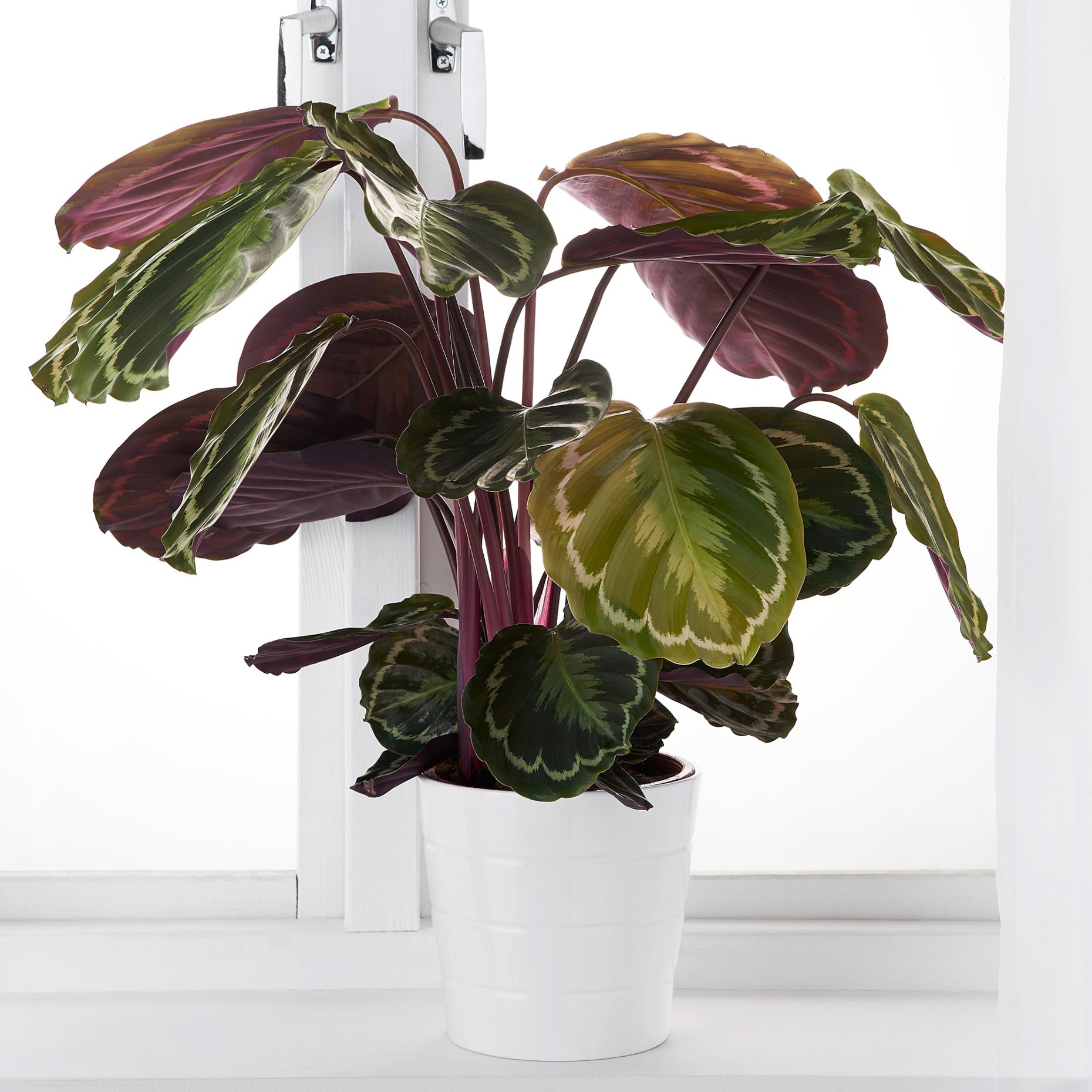 CALATHEA, Φυτό, 102.588.29
