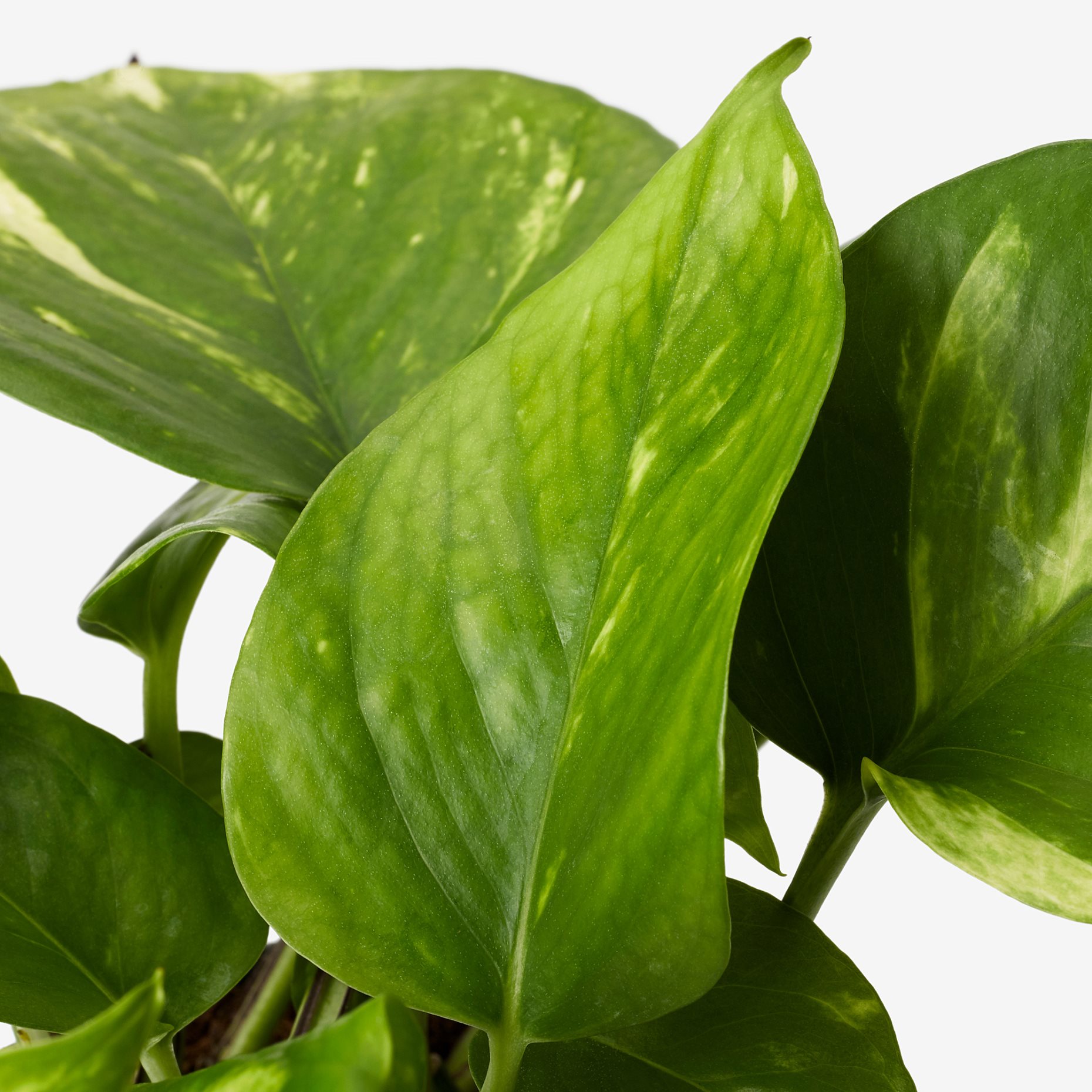 EPIPREMNUM, potted plant/Golden Pothos, 12 cm, 205.281.90