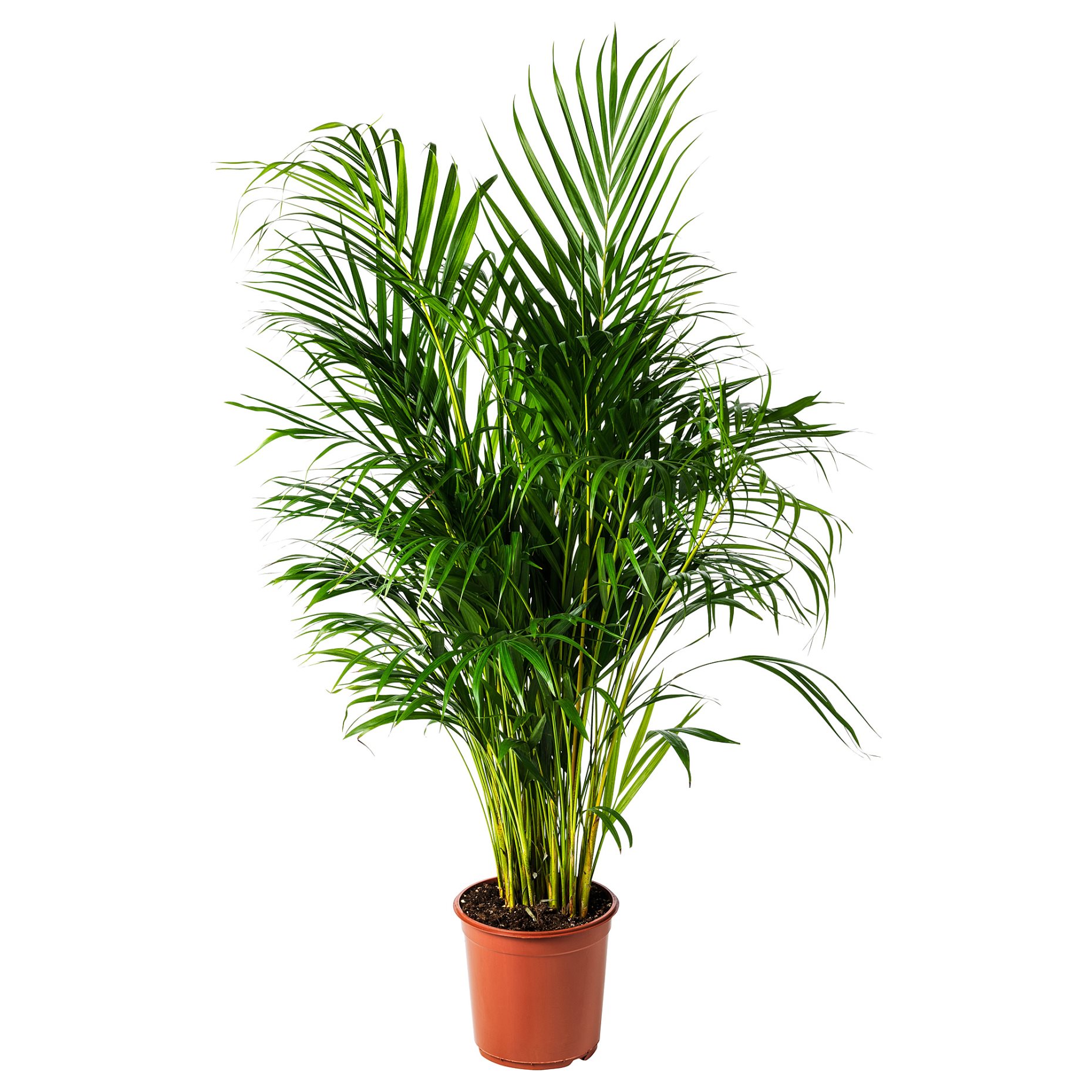 DYPSIS, φυτό σε γλάστρα, Αρέκα, 468.040.05