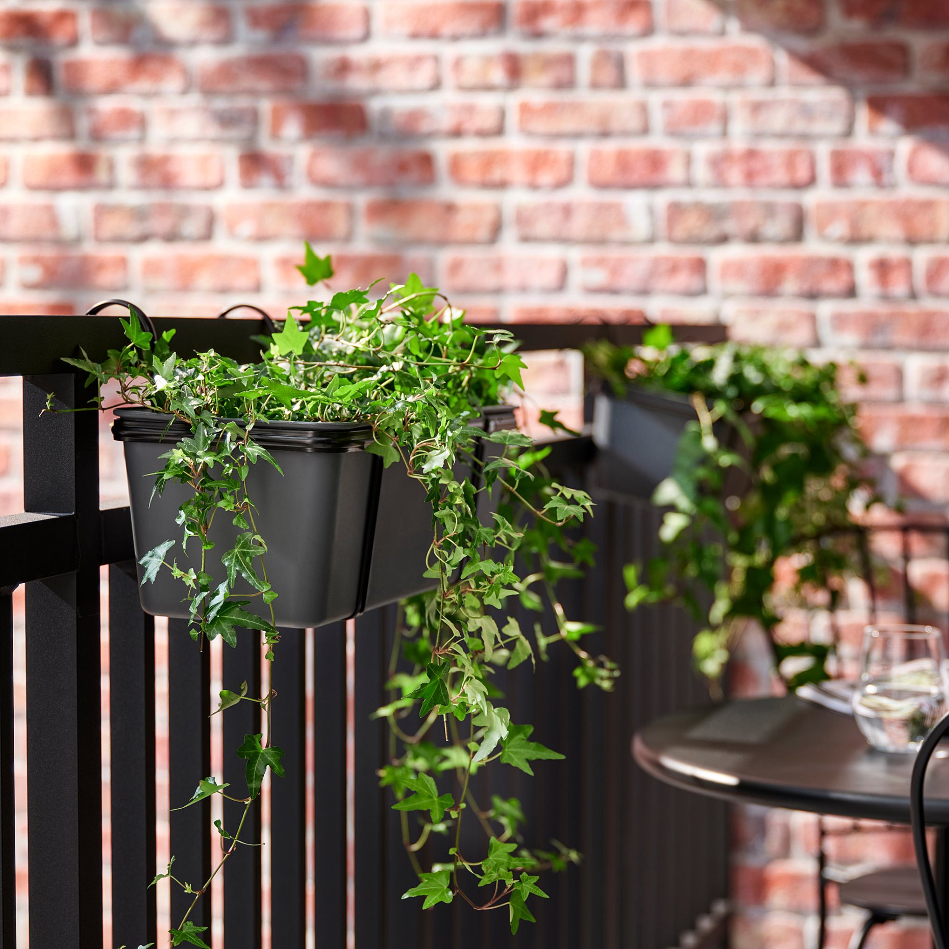 HEDERA HELIX, potted plant, Ivy, 668.040.47