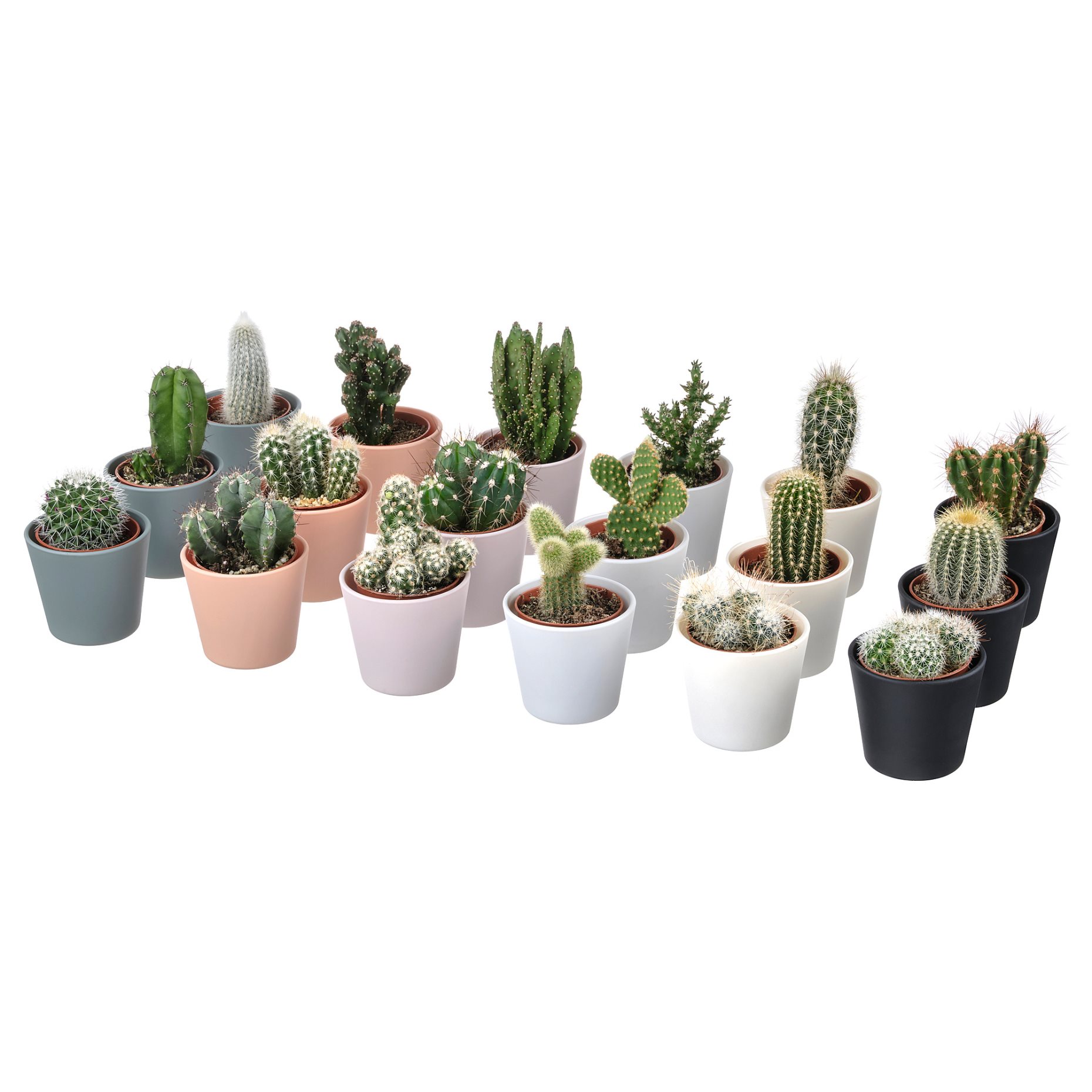 CACTACEAE, φυτό σε γλάστρα με κασπό, κάκτος , 3 τεμ., 704.020.32