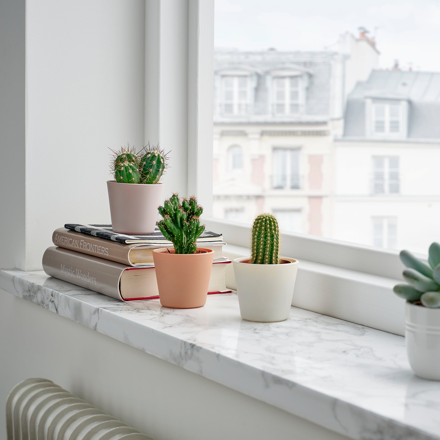 CACTACEAE, φυτό σε γλάστρα με κασπό, κάκτος , 3 τεμ., 704.020.32