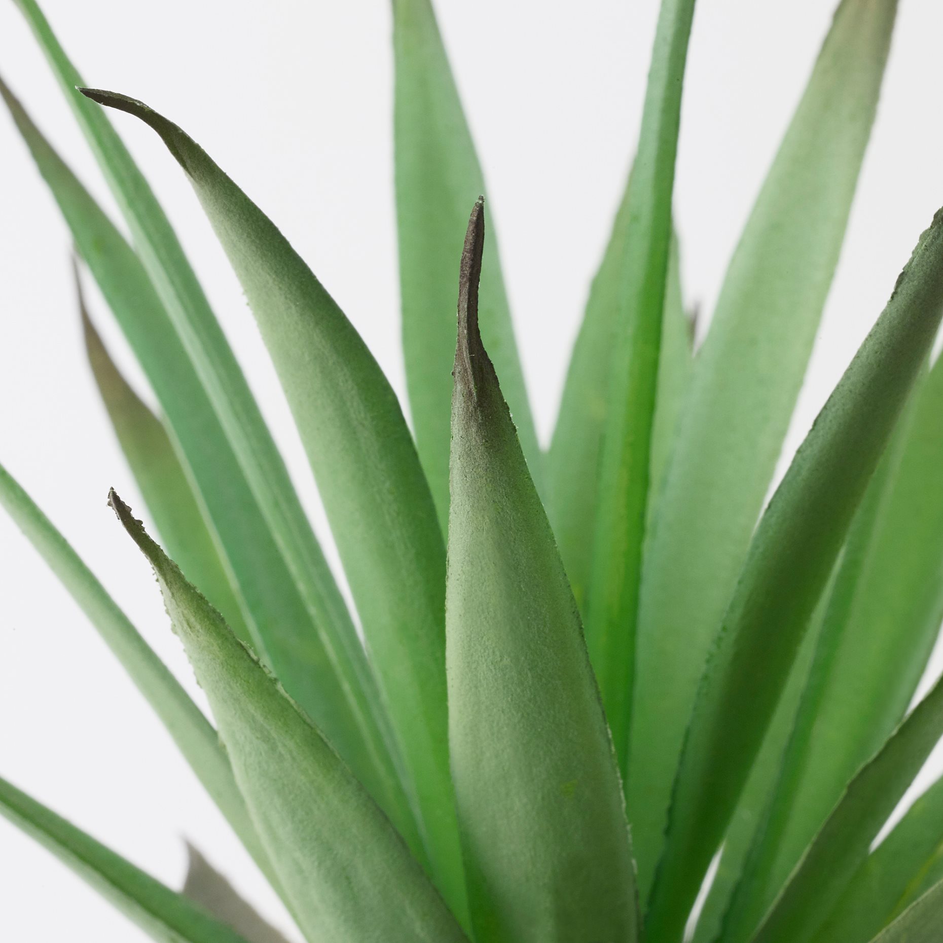 FEJKA, τεχνητό φυτό σε γλάστρα εσωτερικού/εξωτερικού χώρου Παχύφυτο, 6 cm, 805.197.67