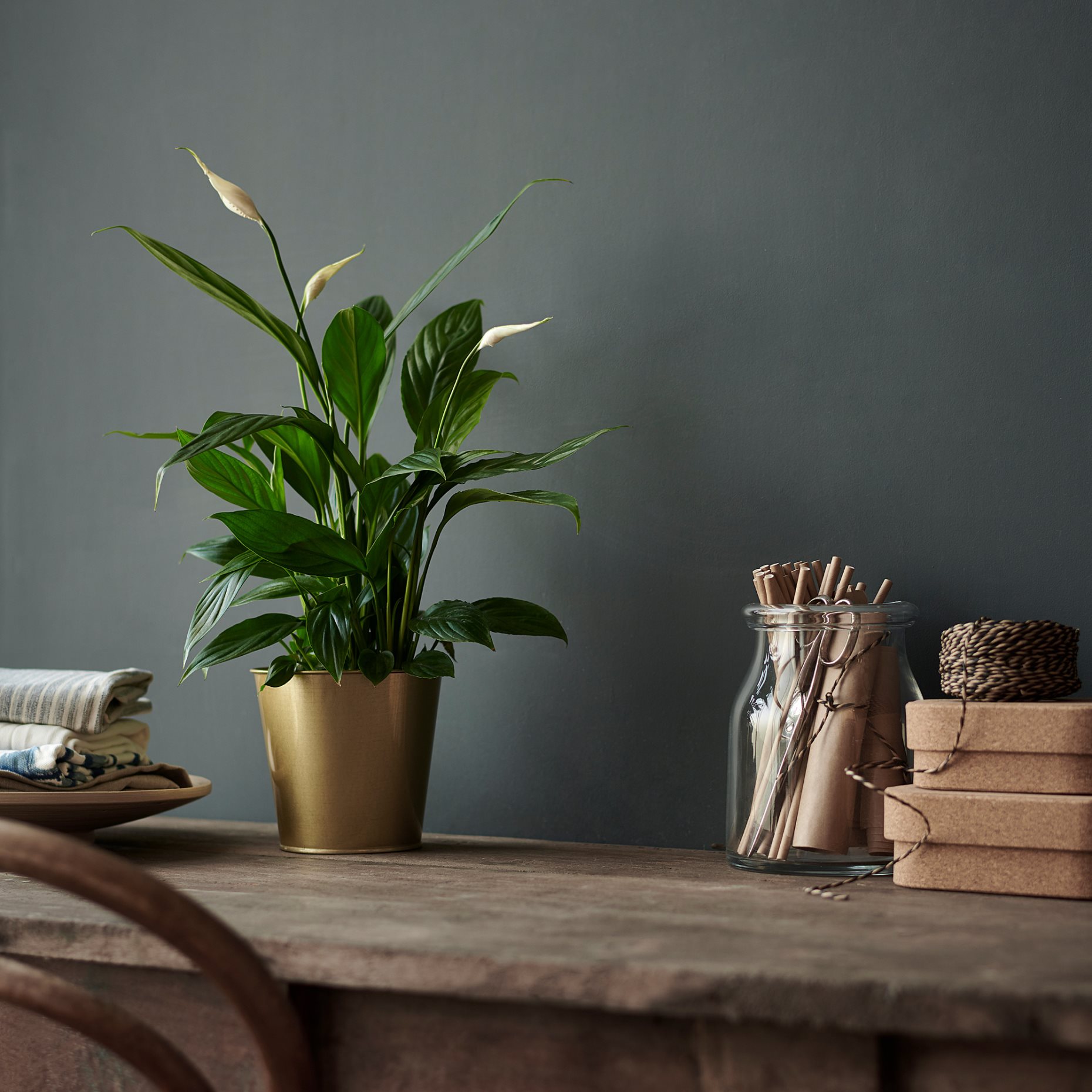 SPATHIPHYLLUM, φυτό σε γλάστρα, κρίνος, 601.449.01