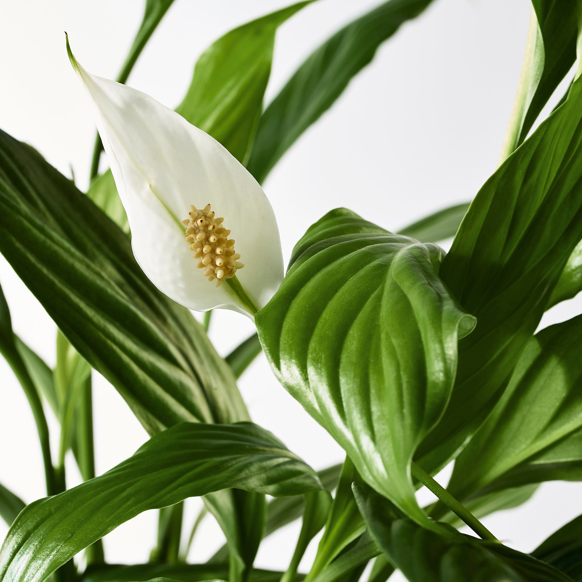 SPATHIPHYLLUM, φυτό σε γλάστρα, κρίνος, 601.449.01