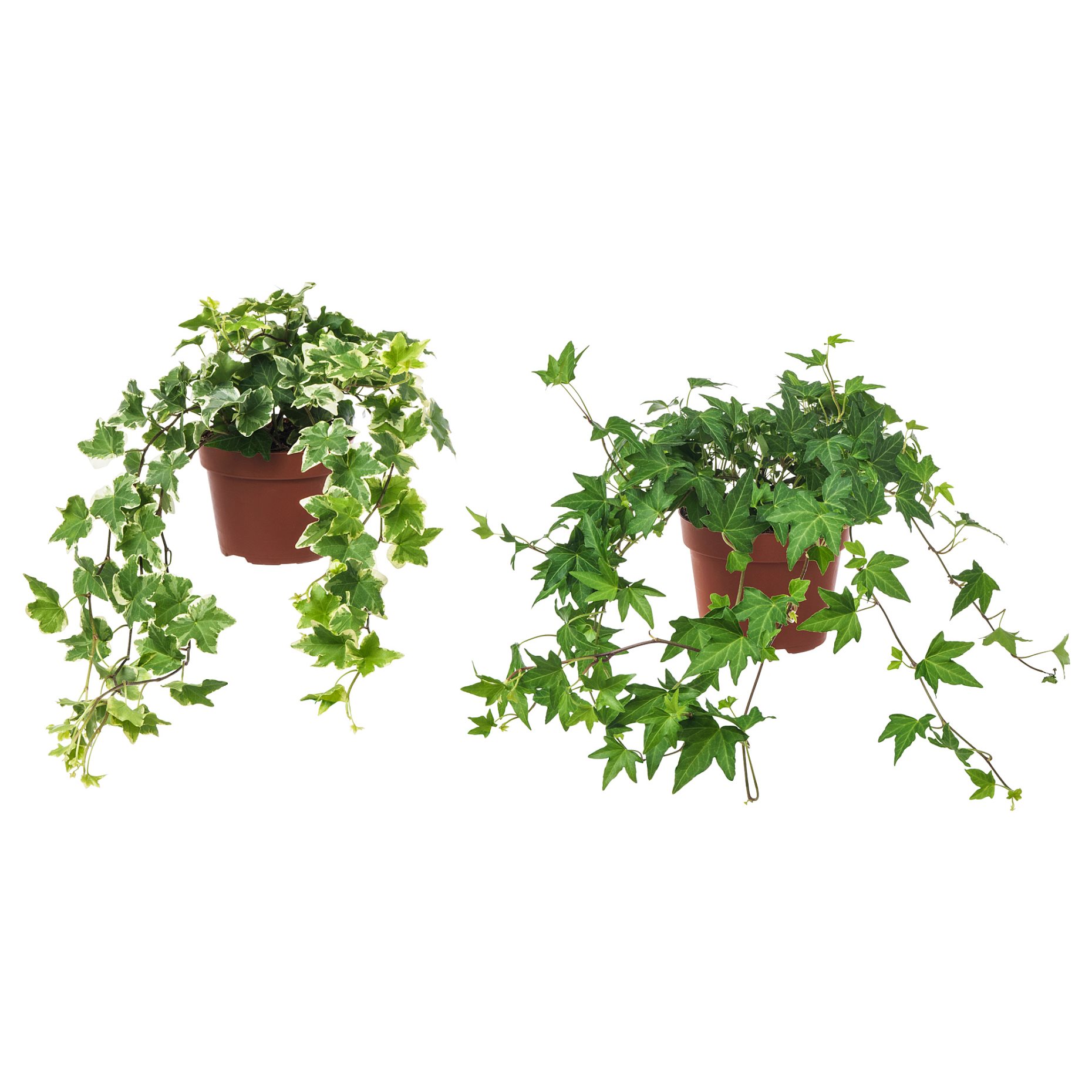 HEDERA HELIX, potted plant, Ivy, 668.040.47