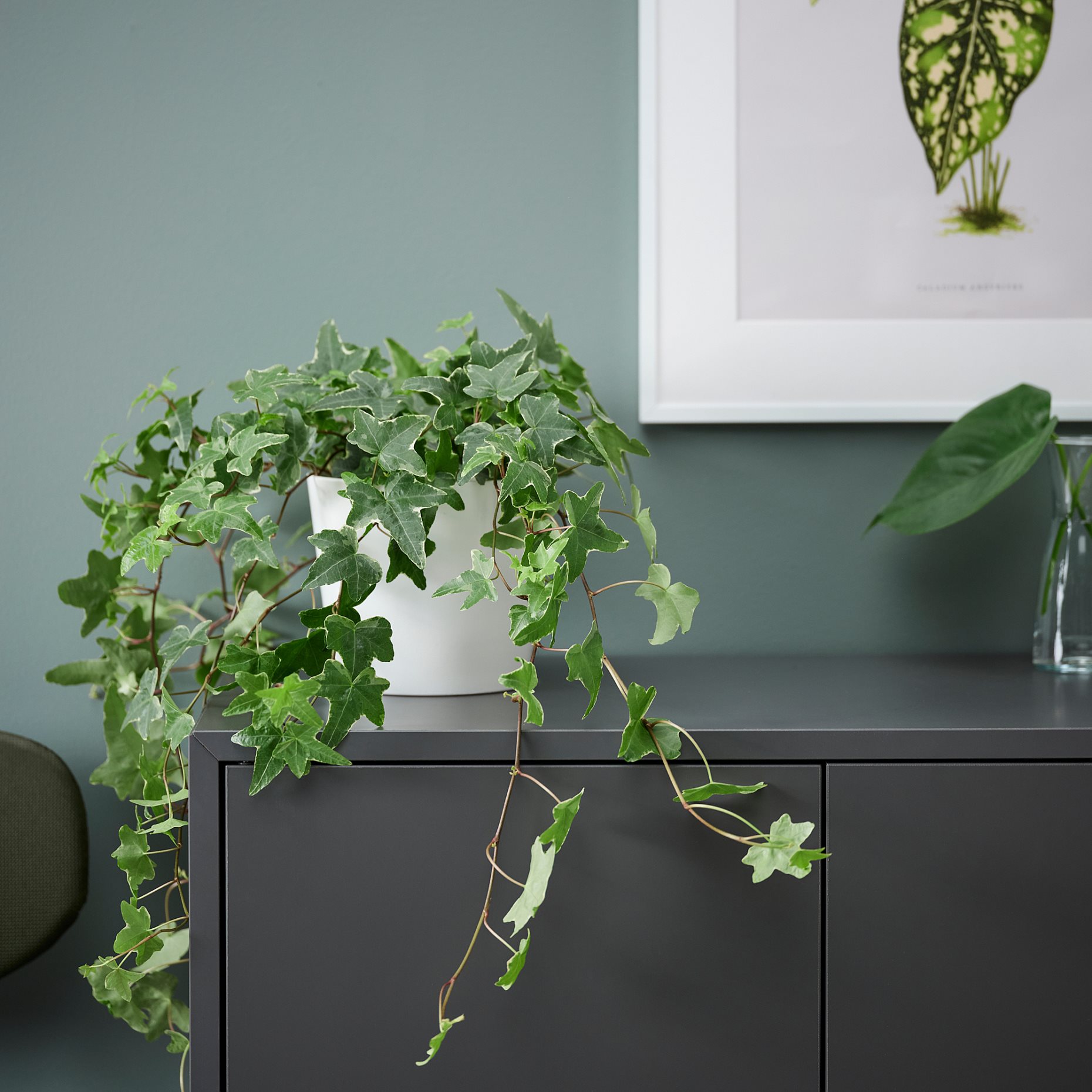 HEDERA HELIX, potted plant, Ivy, 668.040.47