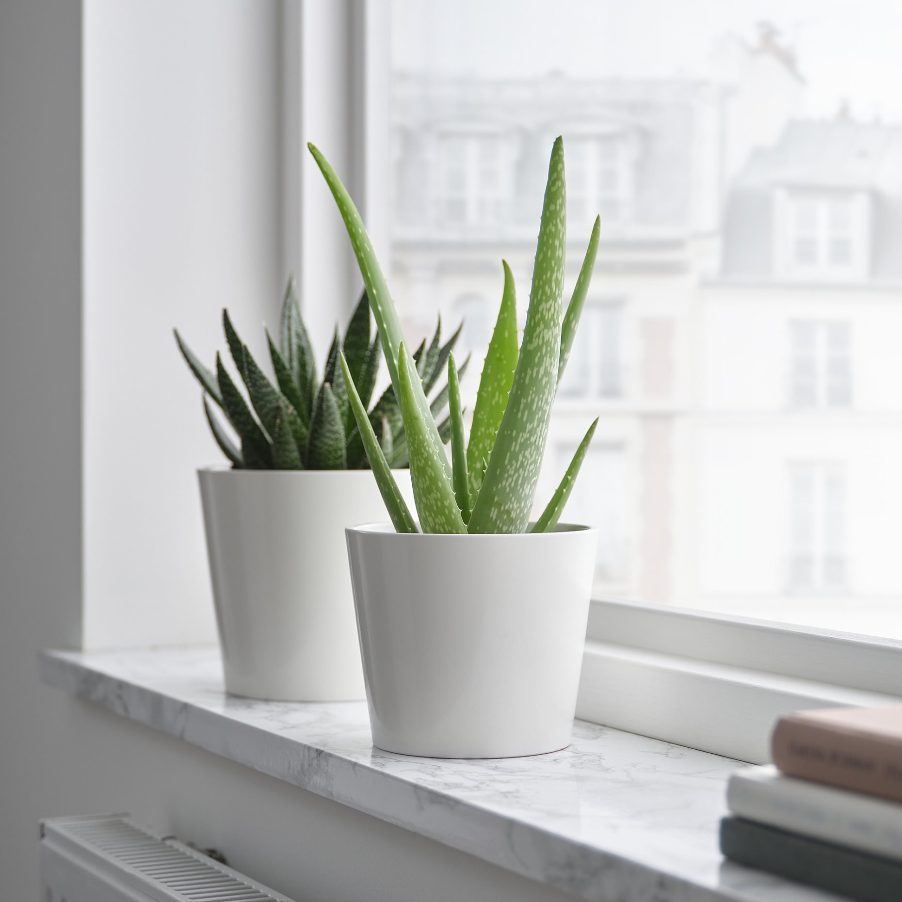 ALOE VERA, Φυτό, 702.766.51