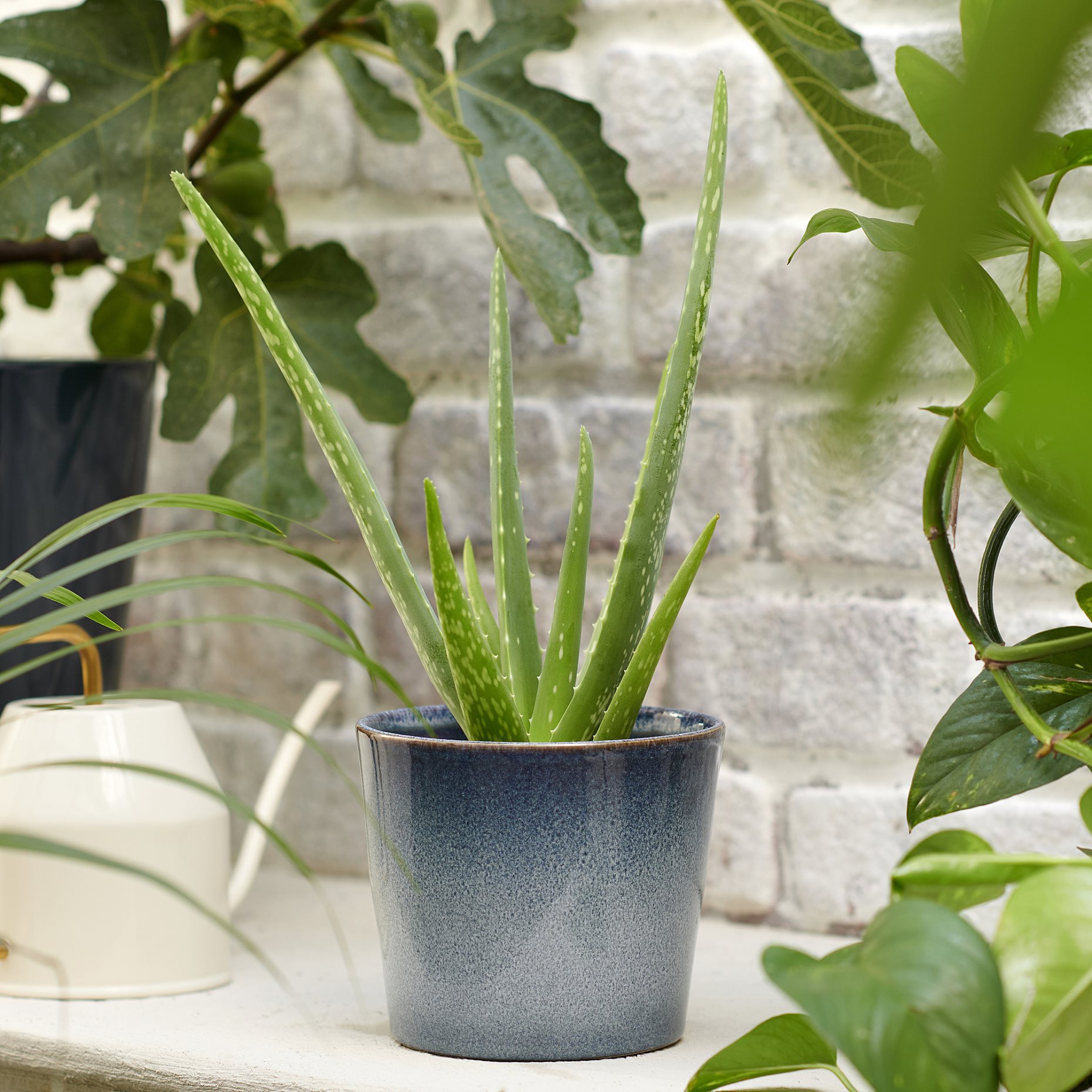 ALOE VERA, potted plant, 702.766.51