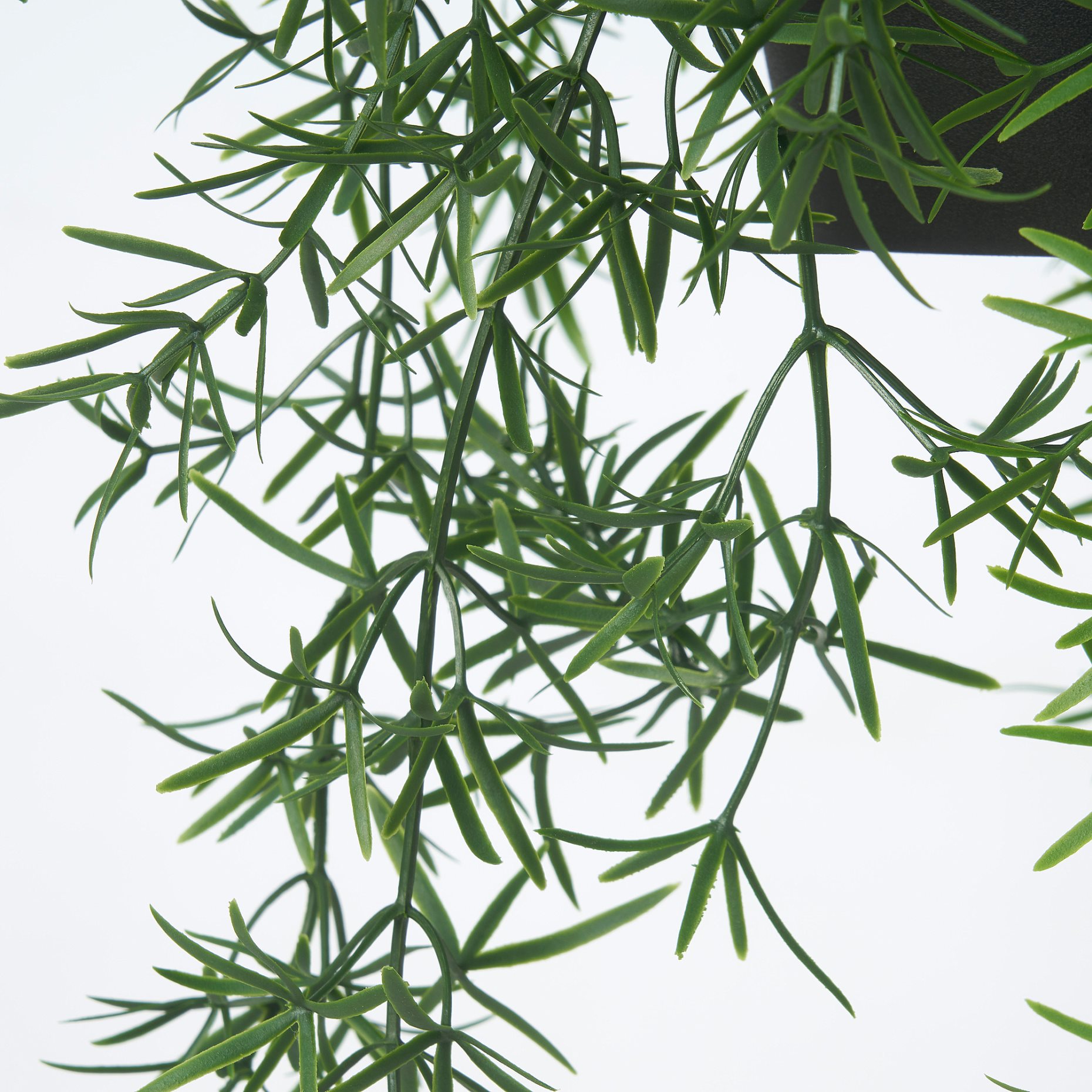 FEJKA, τεχνητό φυτό σε γλάστρα/εσωτερικού/εξωτερικού χώρου/ Σπαράγγι/κρεμαστό, 12 cm, 005.716.79