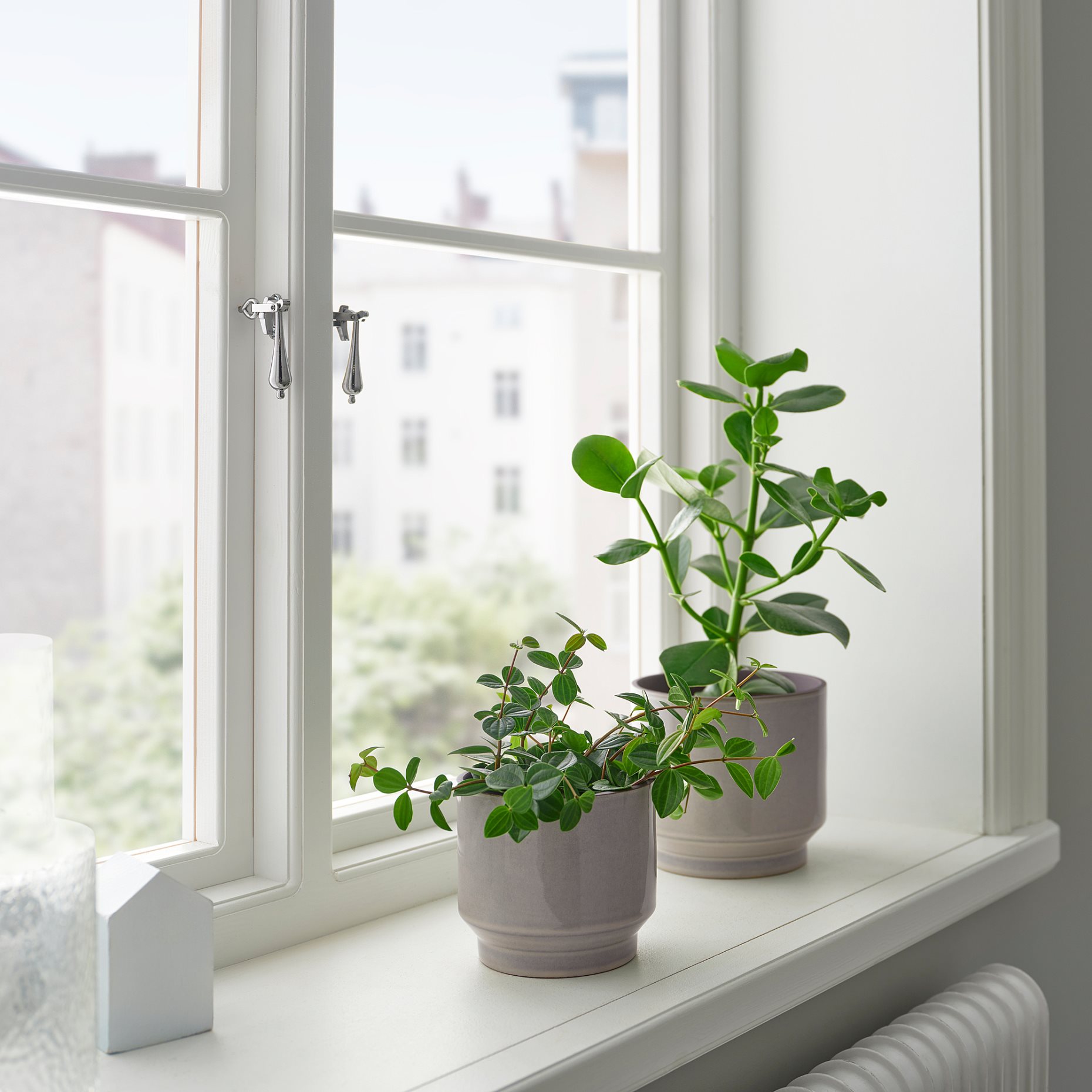 HONUNGSPALM, plant pot in/outdoor, 15 cm, 005.957.98