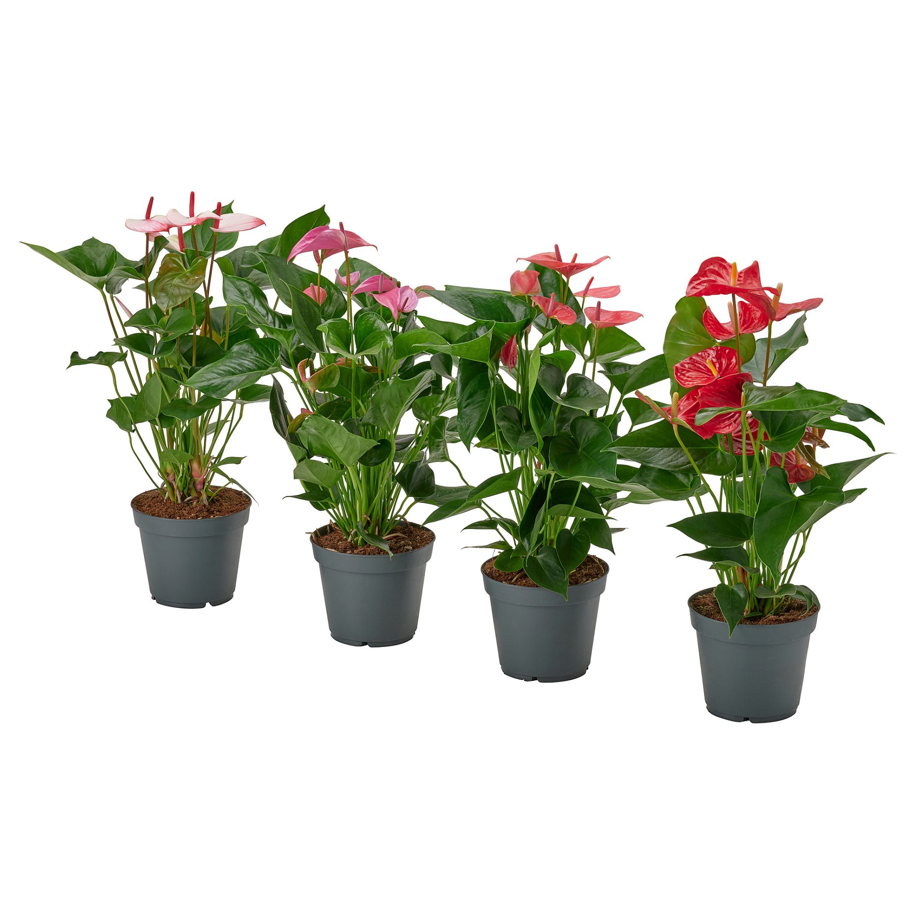 ANTHURIUM, φυτό σε γλάστρα/Ανθούριο, 17 cm, 006.041.37