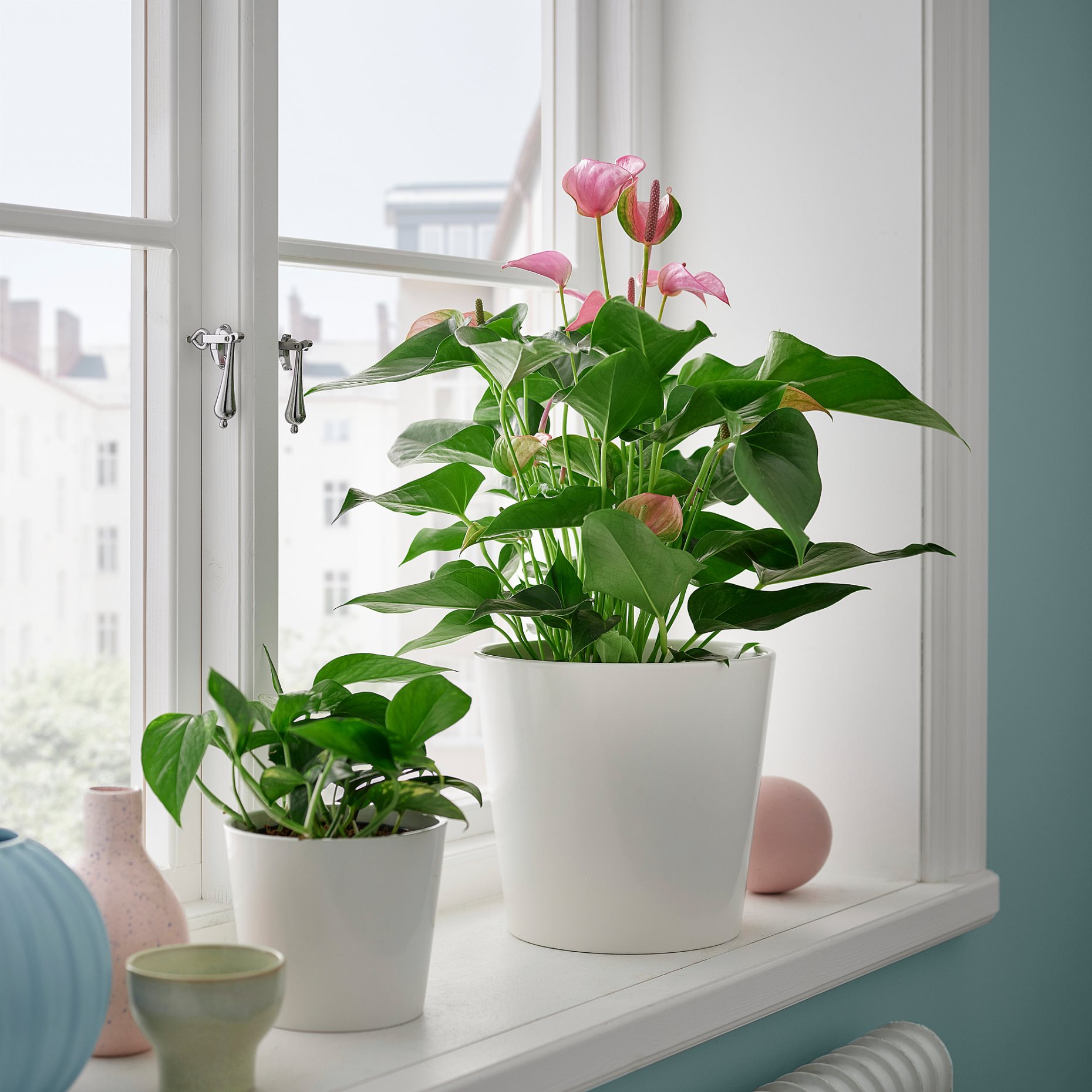 ANTHURIUM, φυτό σε γλάστρα/Ανθούριο, 17 cm, 006.041.37