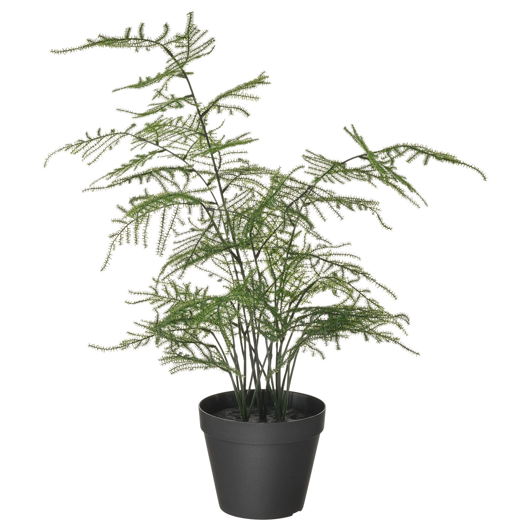FEJKA, τεχνητό φυτό σε γλάστρα εσωτερικού/εξωτερικού χώρου/Σπαράγγι, 12 cm, 105.229.85