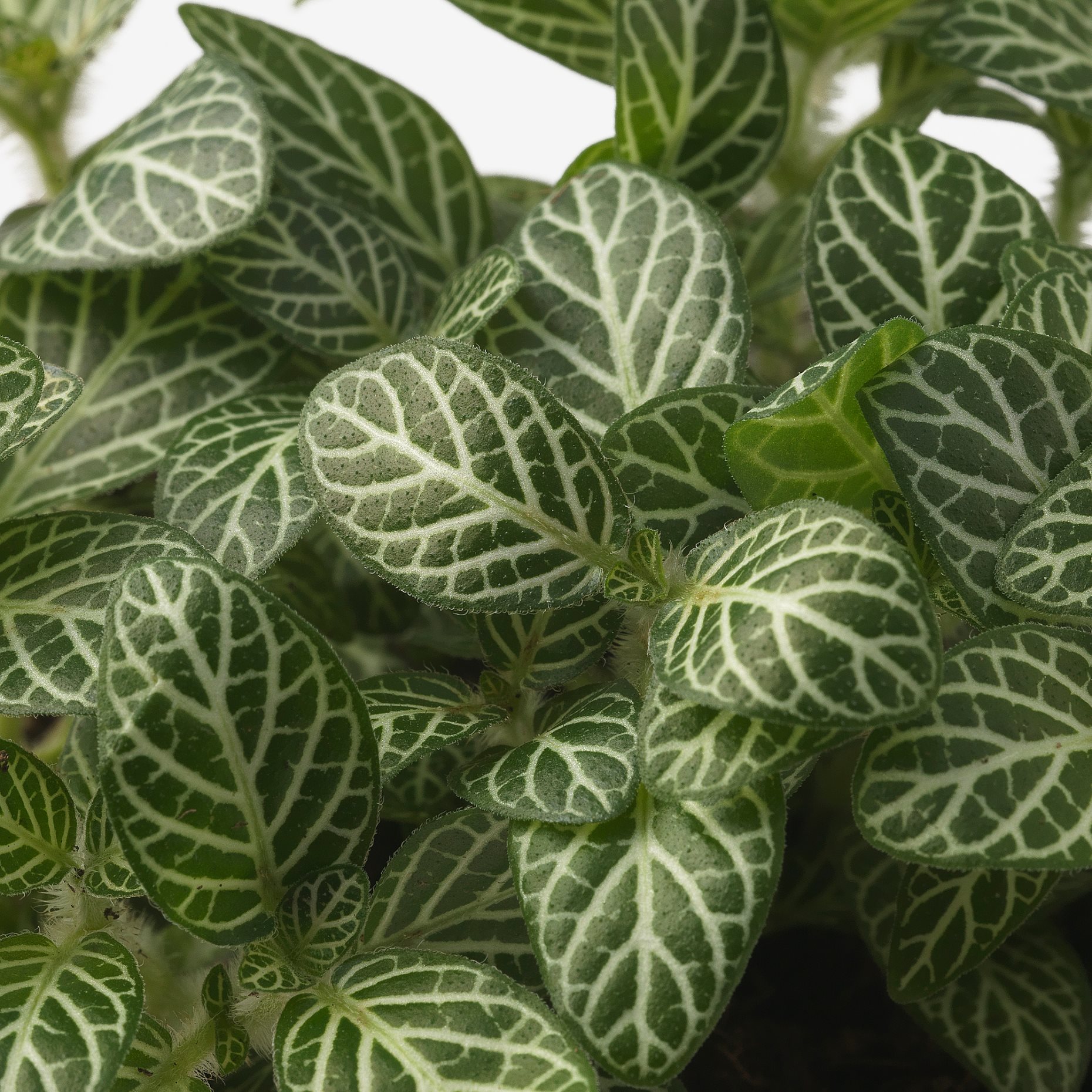 FITTONIA, potted plant/mosaic plant, 12 cm, 106.041.32