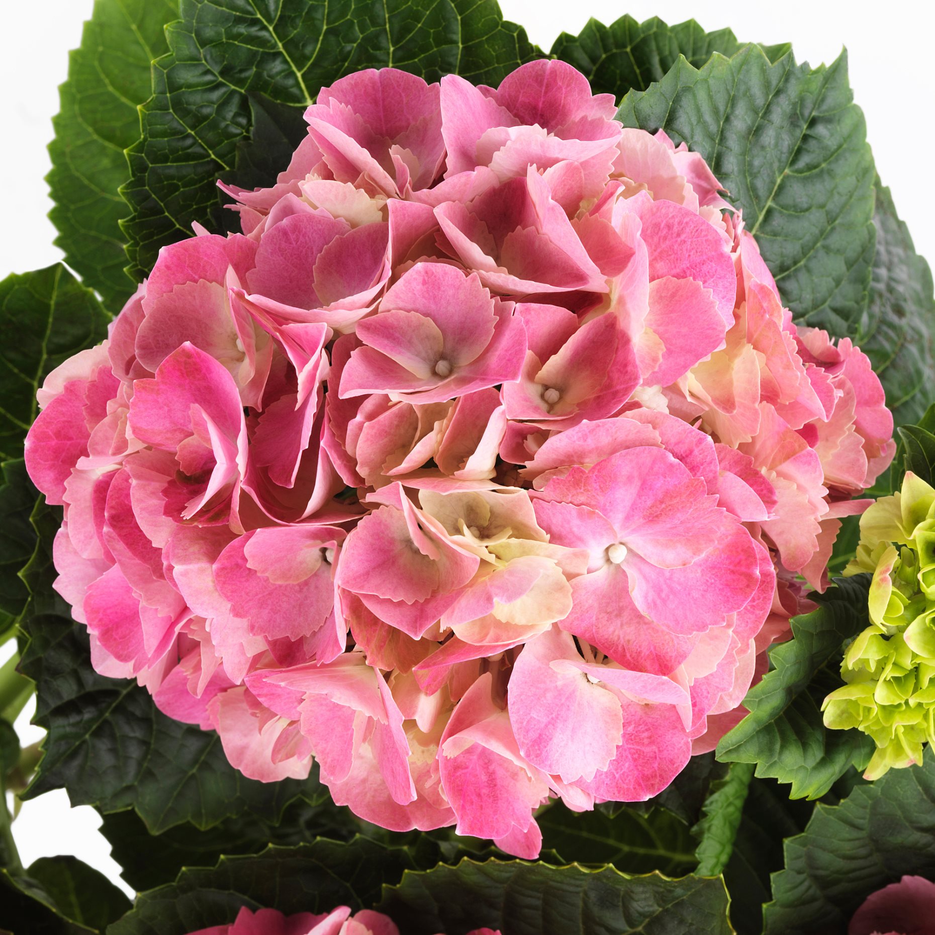 HYDRANGEA, φυτό σε γλάστρα/Ορτανσία, 15 cm, 106.127.64